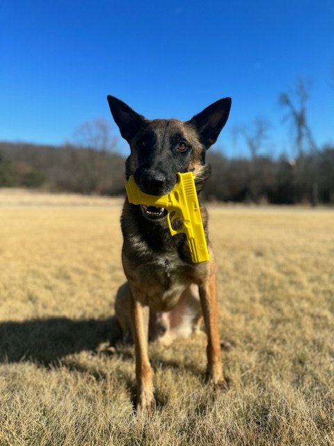 A dog with a yellow toy gun in its mouth, sitting outdoors on grass with a clear blue sky in the background.