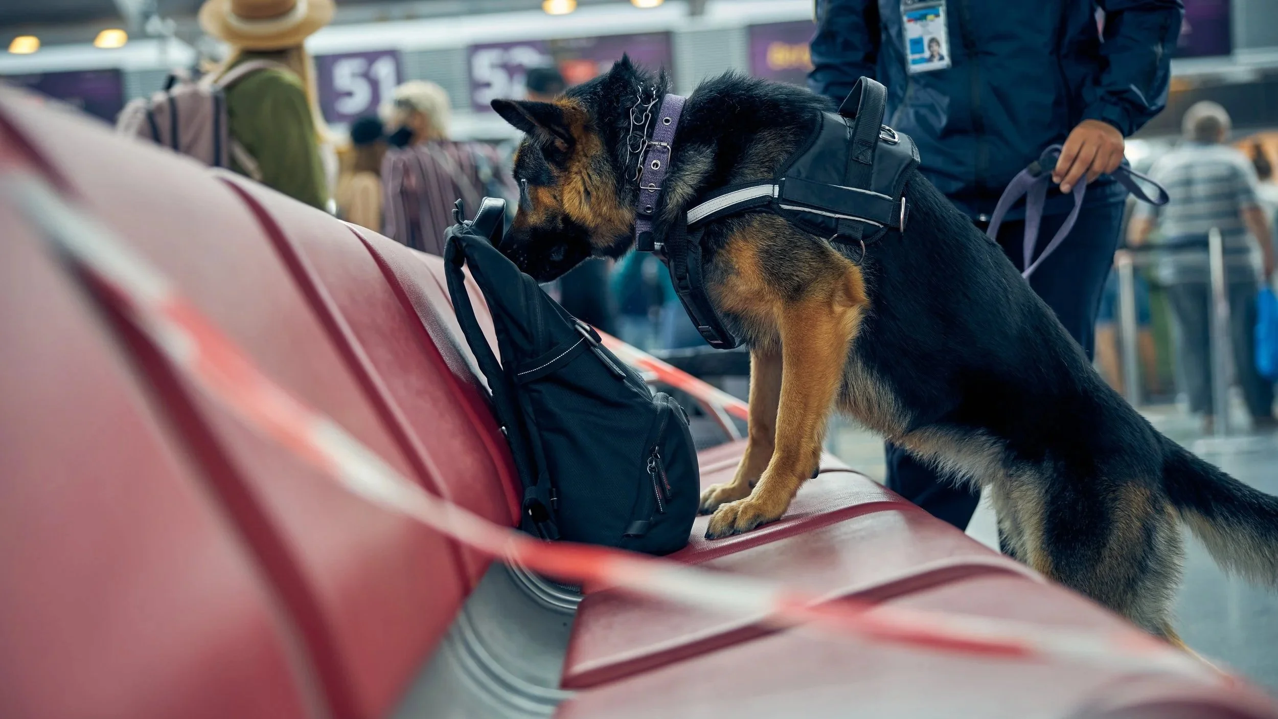 A German Shepherd service dog sniffing a backpack on a red airport bench, with travelers and airport signs in the background.