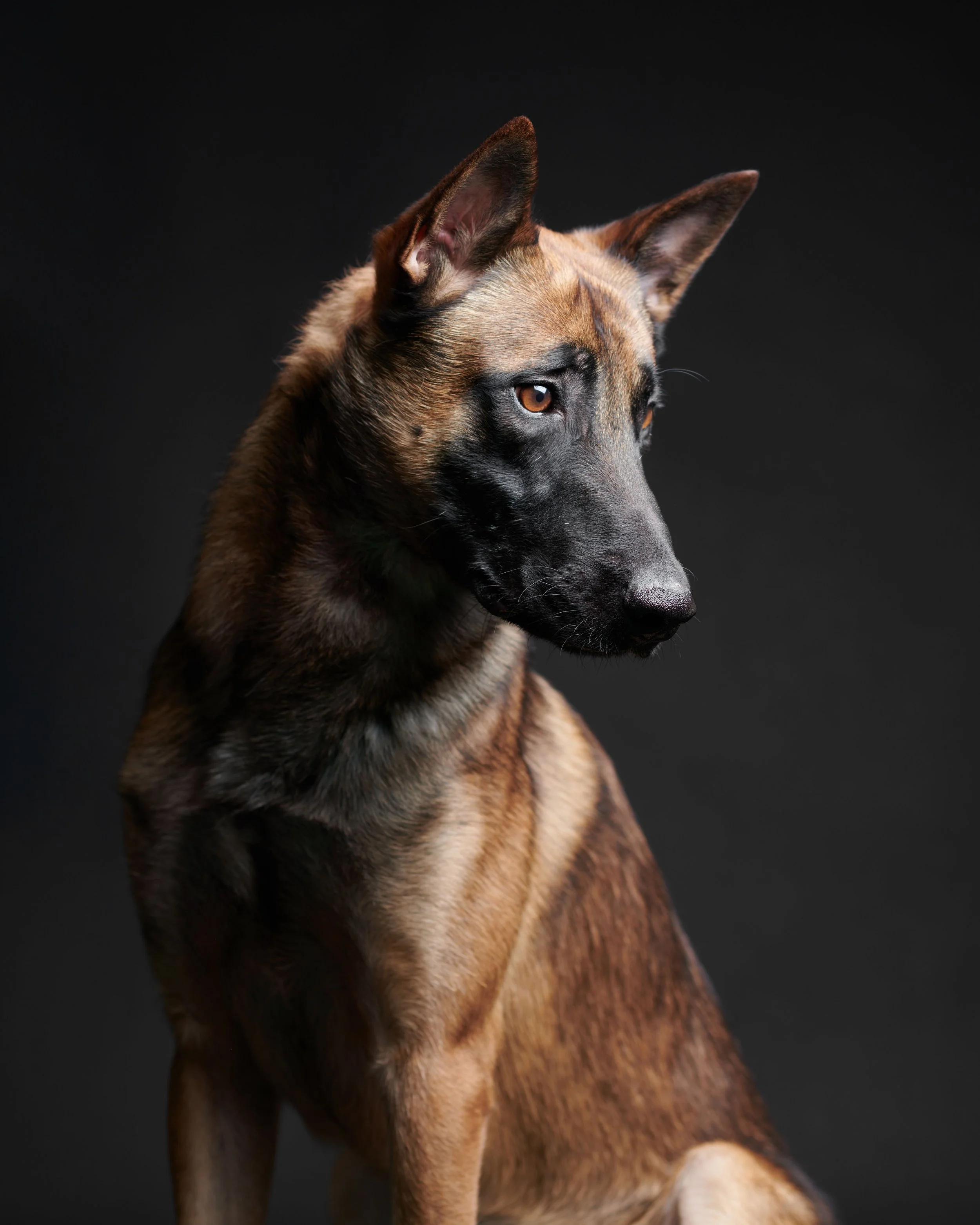 A Belgian Malinois dog sitting on a black background, looking to the side.