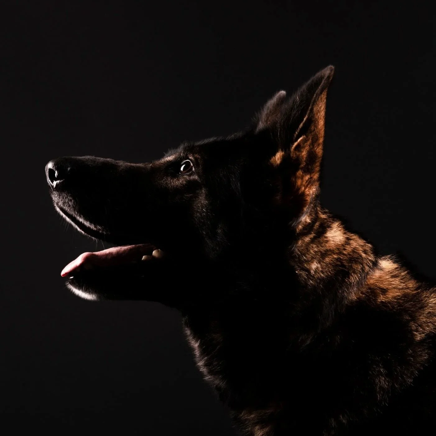 Side profile of a German Shepherd dog with black and brown fur against a dark background, with lighting highlighting its head and ear.