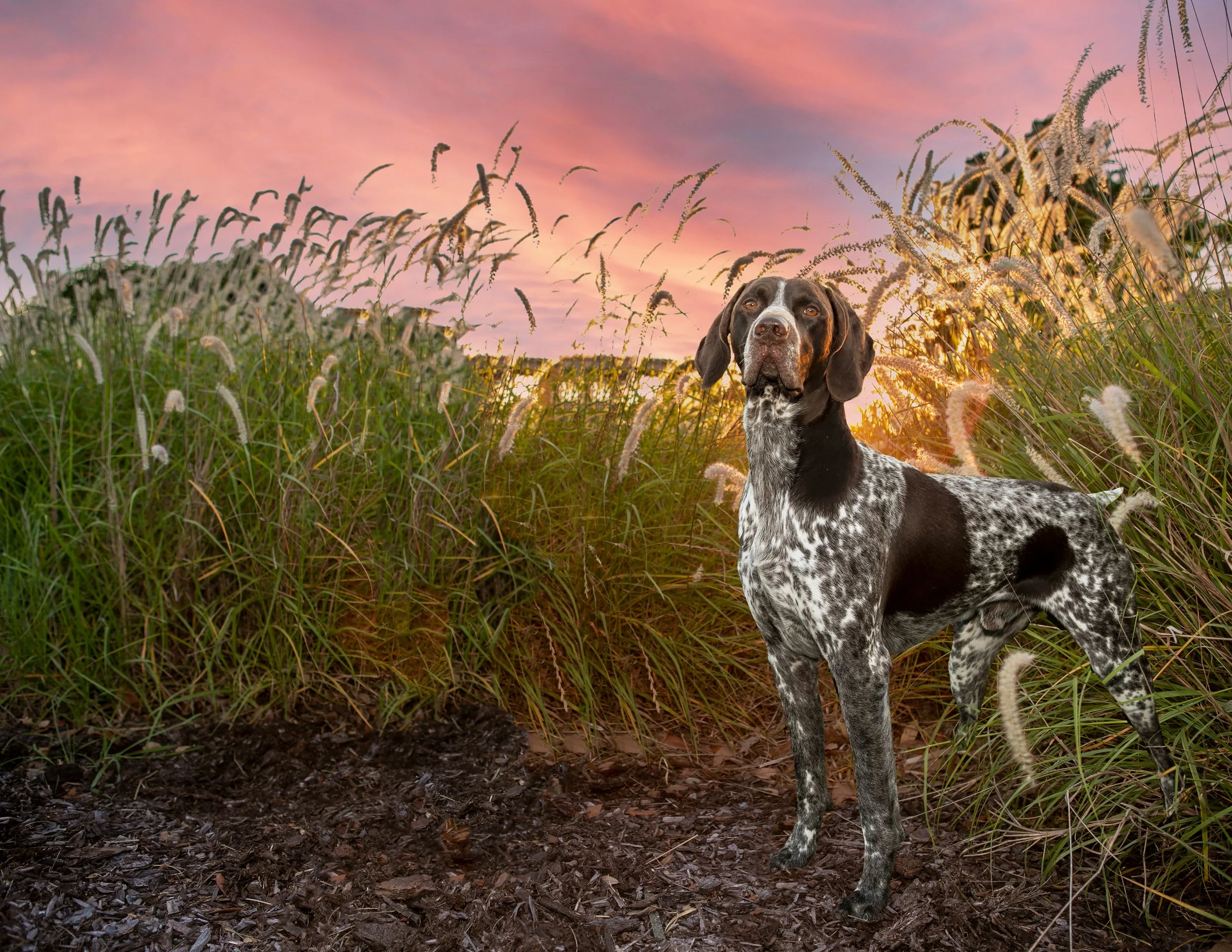 A black and white English Setter dog standing on dirt in a field of tall grass at sunset.