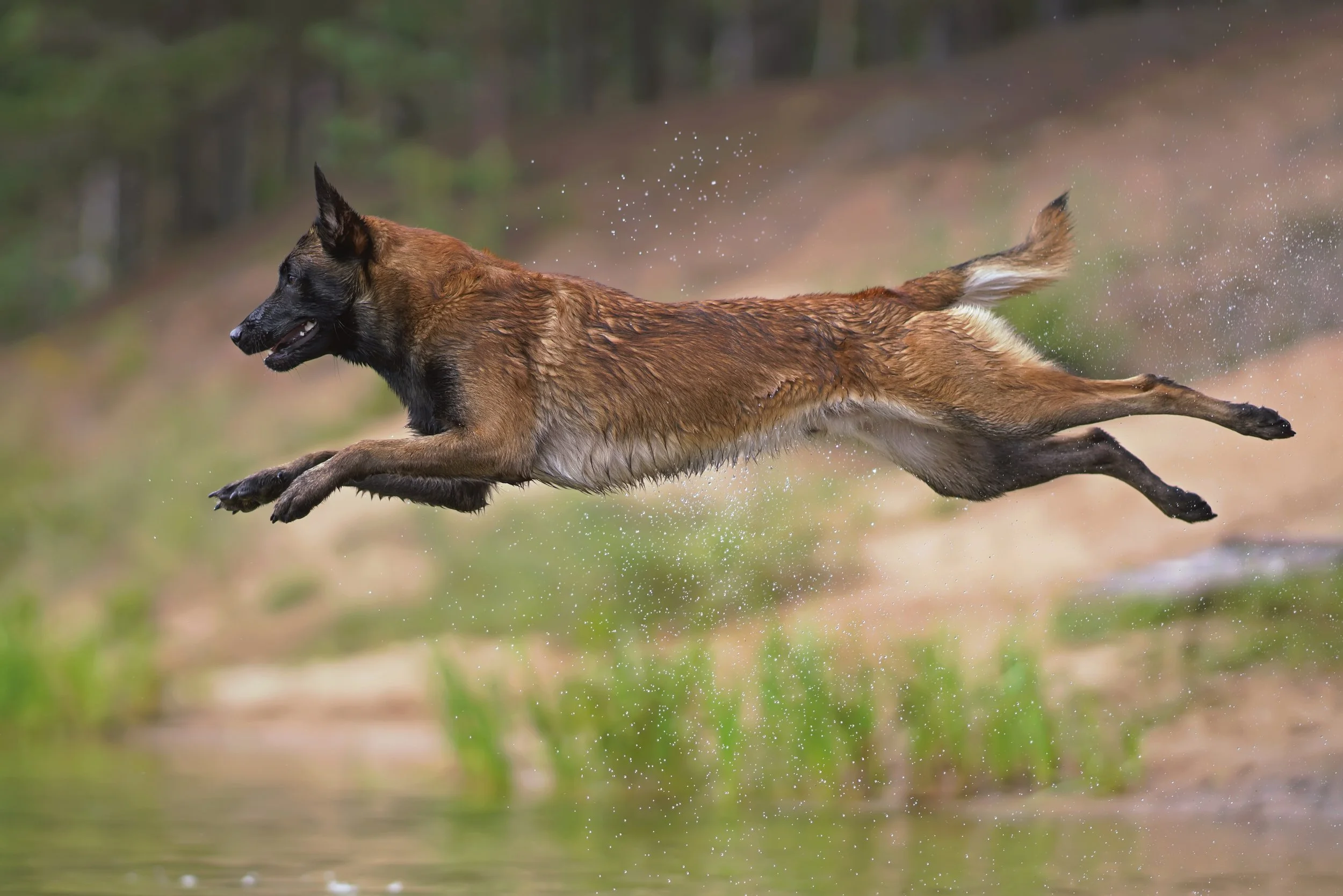 A German Shepherd dog catching air while leaping over a body of water, with water droplets flying around in a natural outdoor setting.