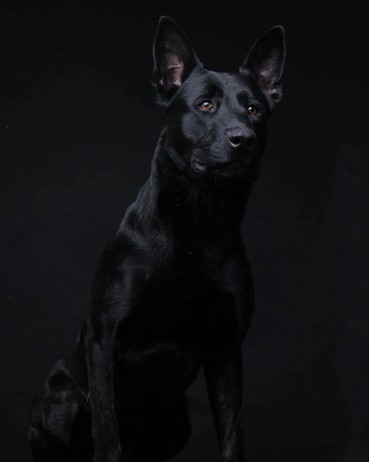 A black dog with large ears sitting against a black background.