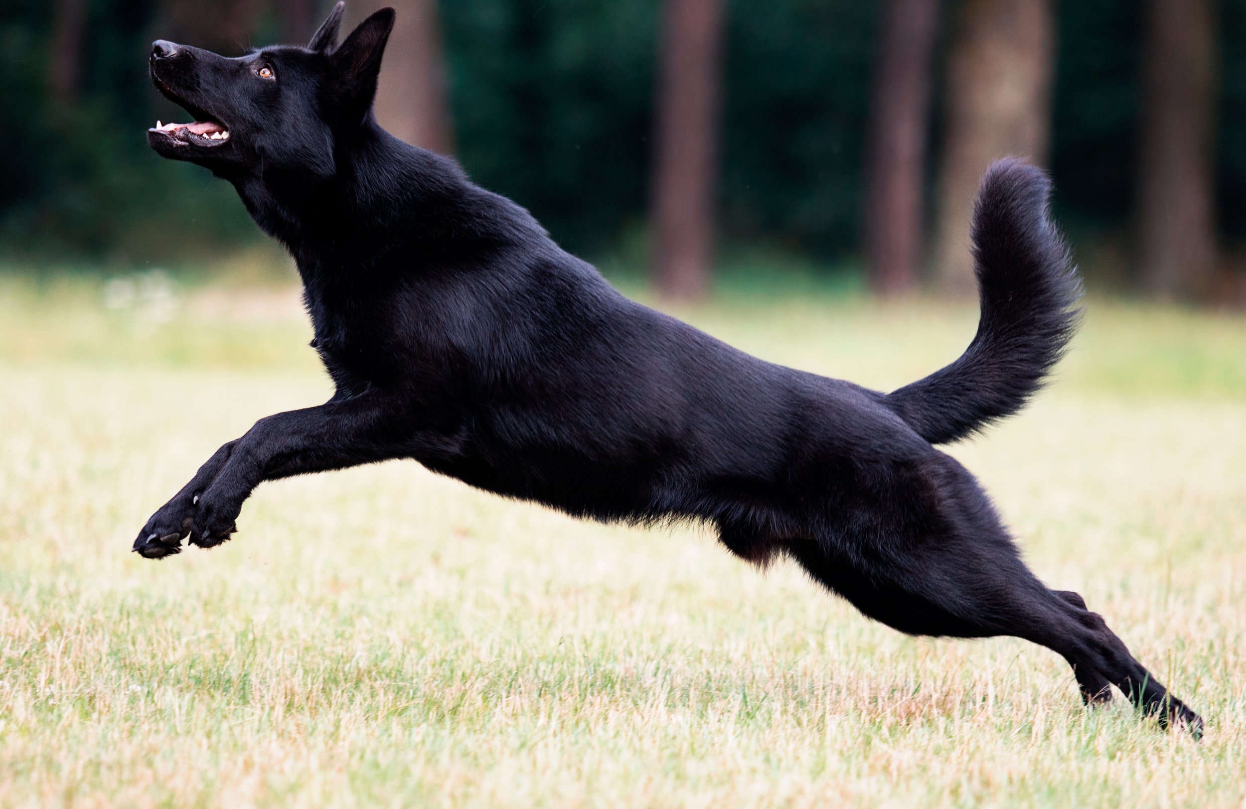 Black dog jumping in a grassy field with trees in the background.