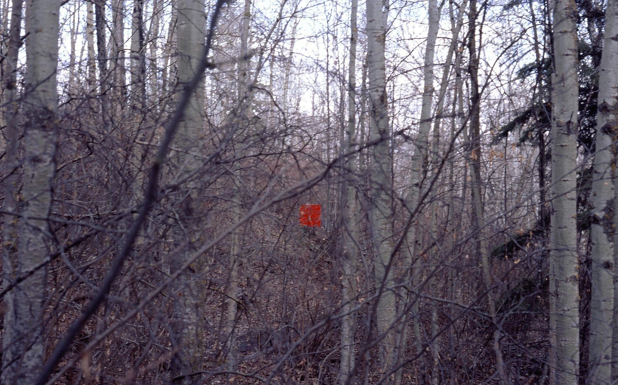 05 Red Plane.jpg