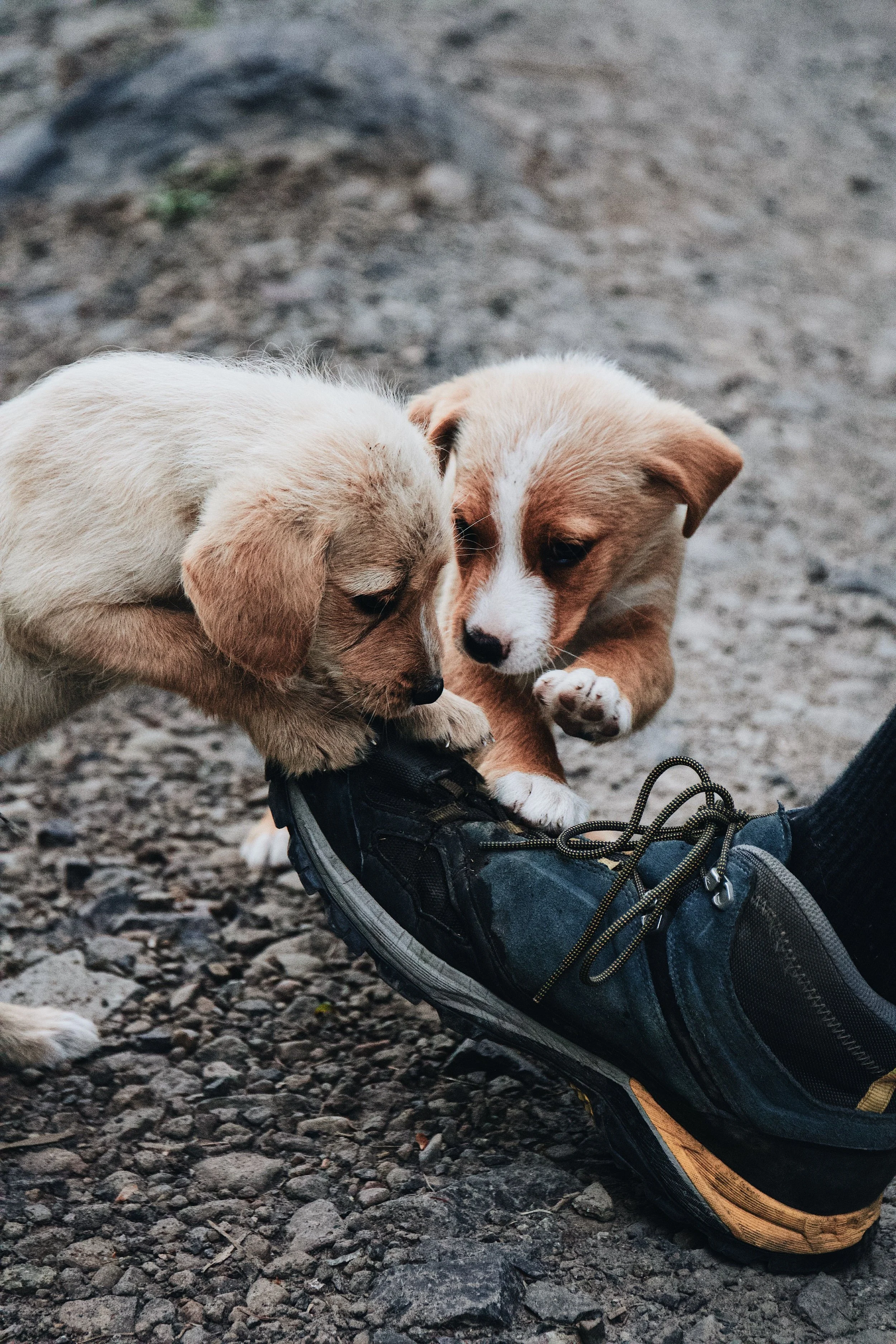Emotional Support Animal Letters: What They Are and Why They Matter