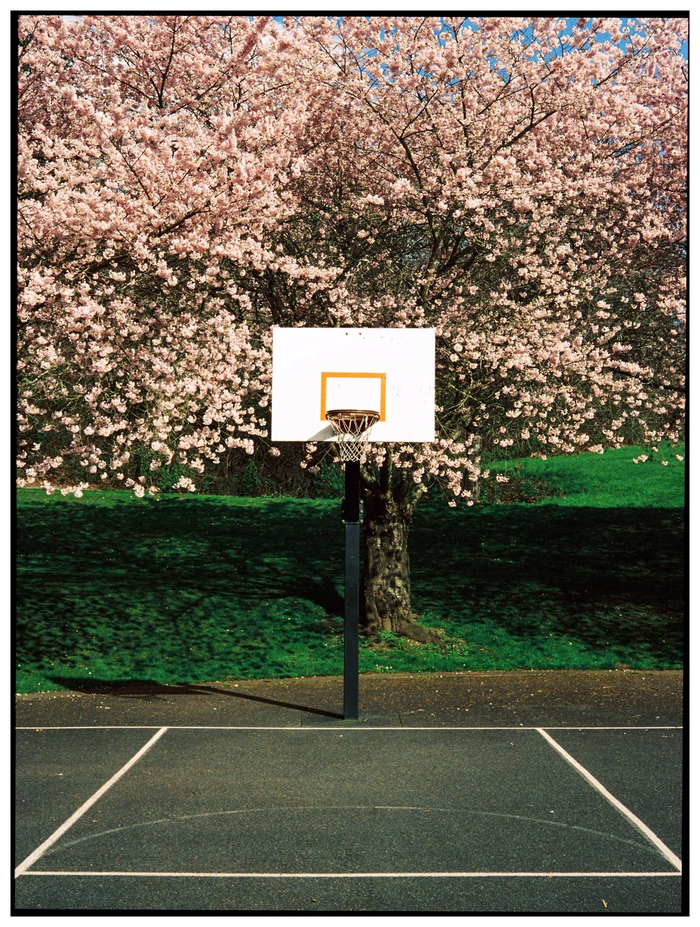 Cherry blossom season in Seattle. We are so back 😌

#kodakprofessional #portra800 #madewithkodak #cherryblossom 

developed and scanned by @thefindlab