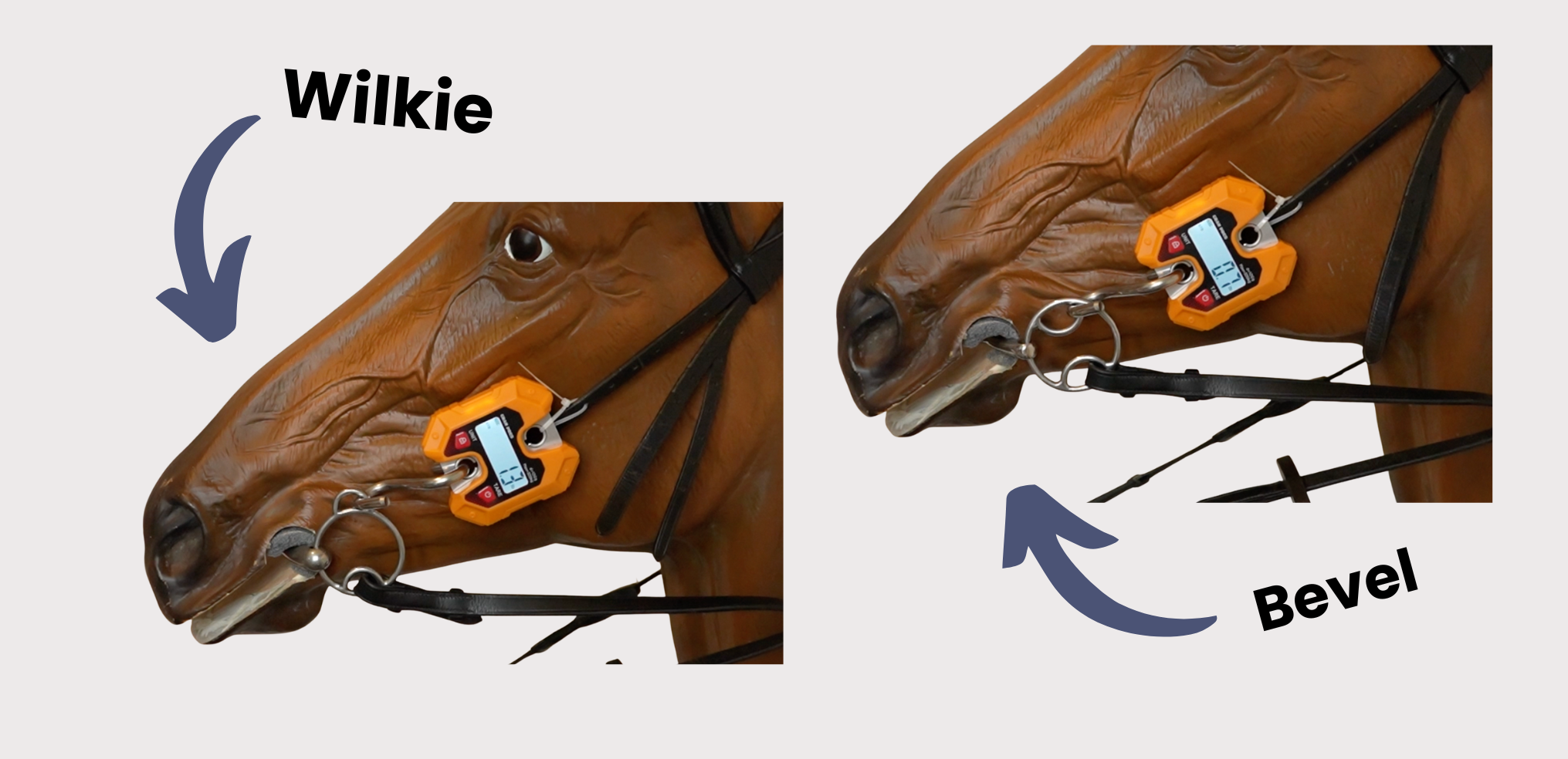 The Difference Between the Wilkie and Bevel Horse Bits — Equisaurus