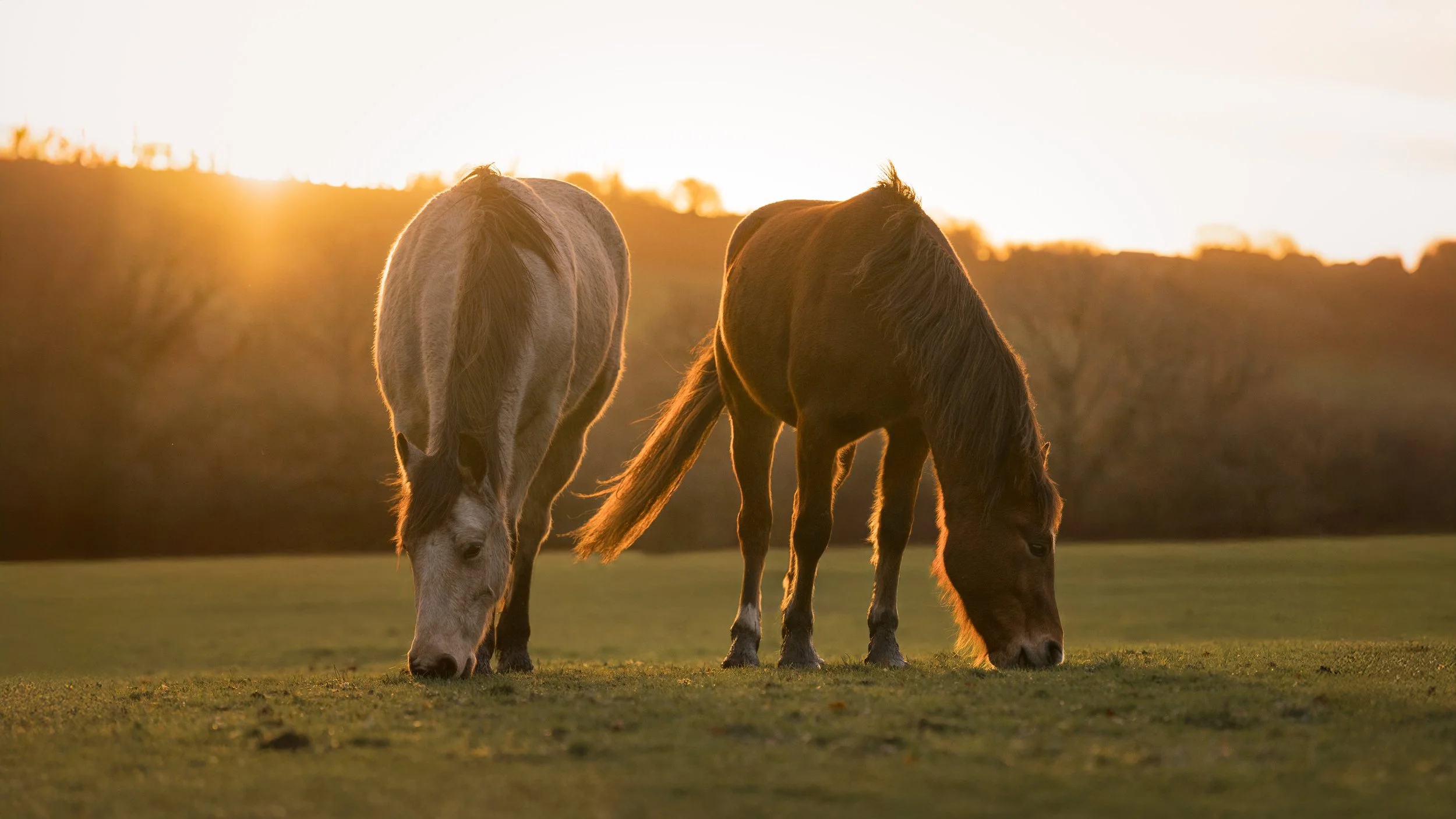 Two horses grazing on a field at sunset, with a warm glow and trees in the background.