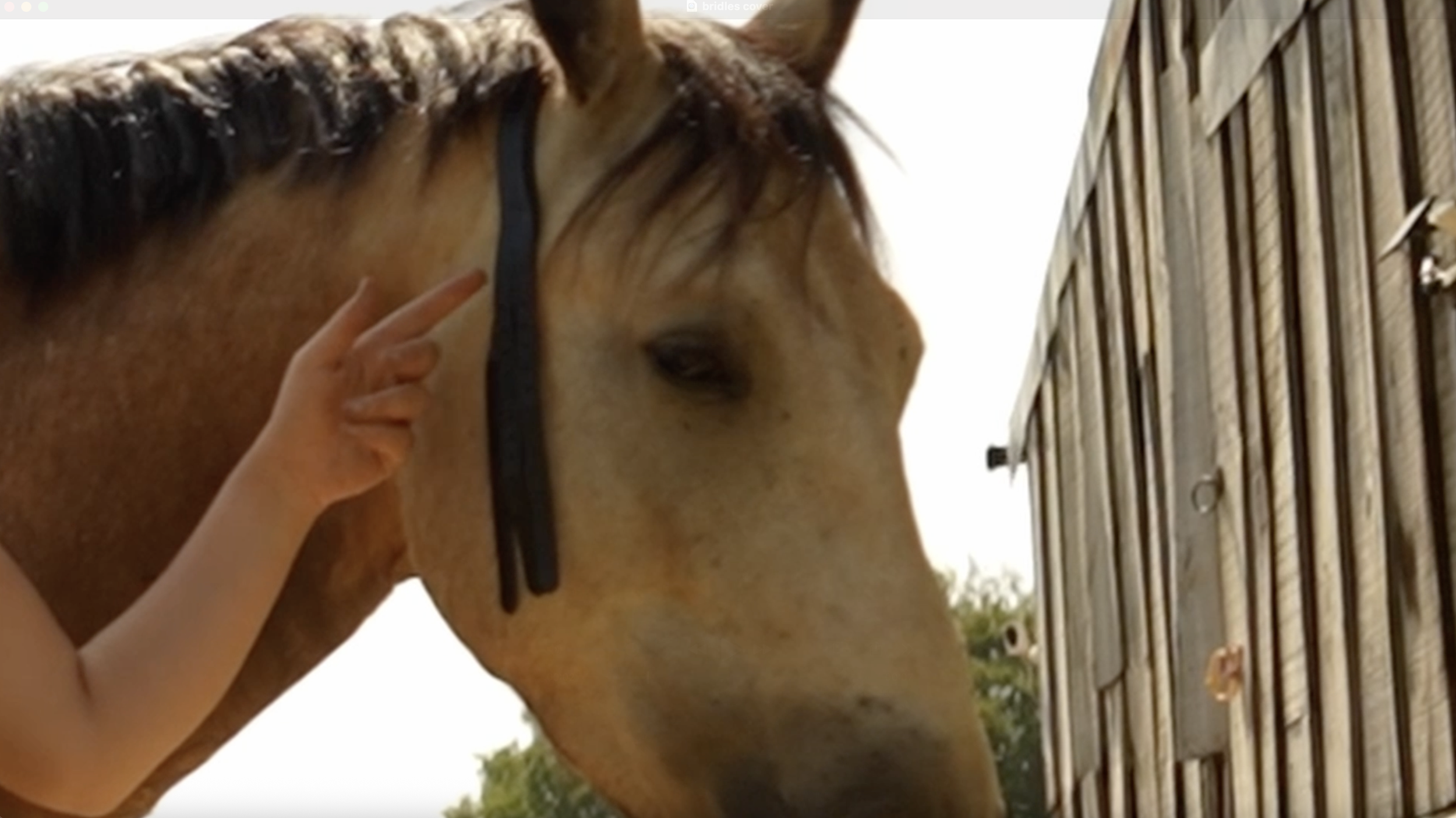 bridles mechanics.png