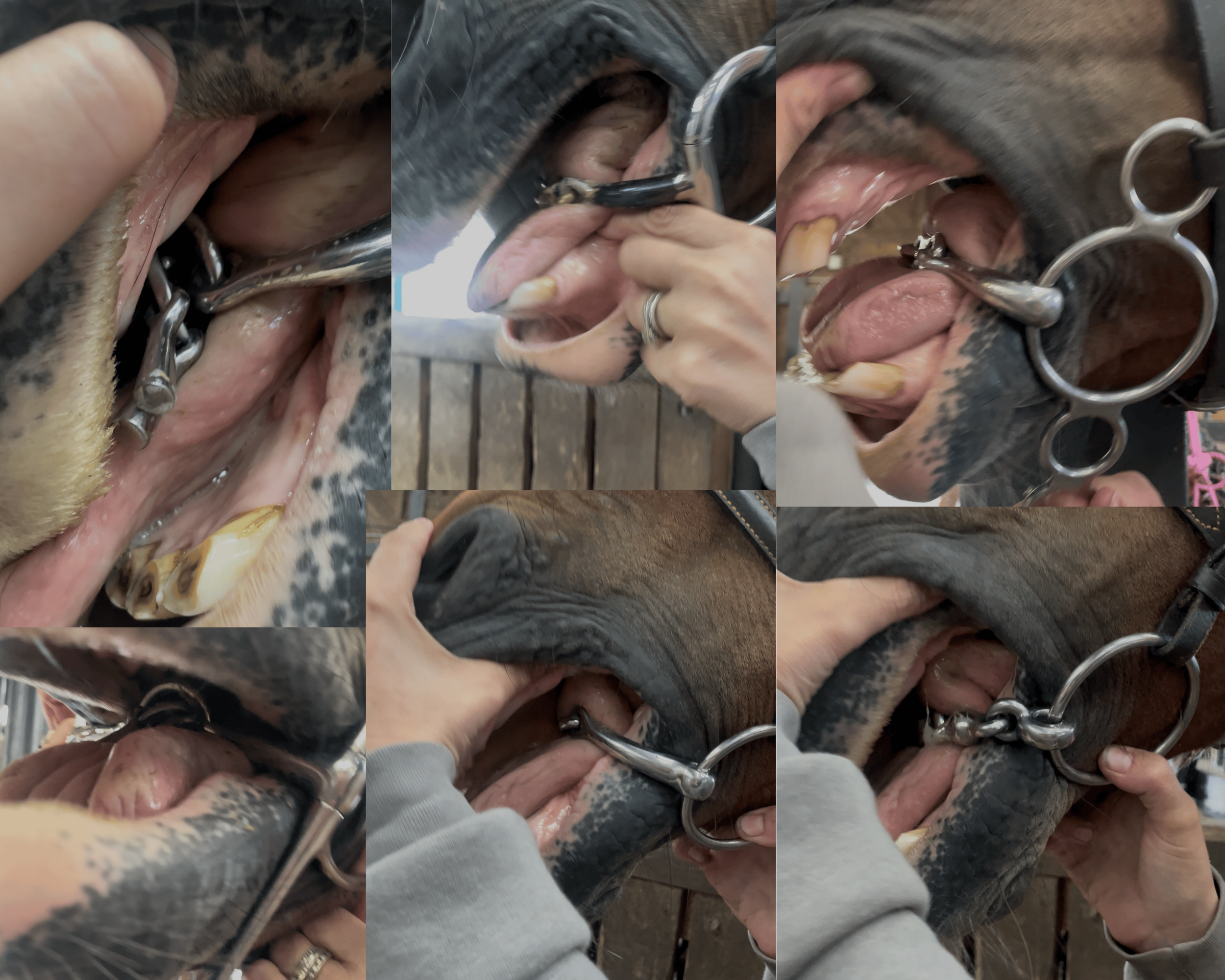 Close-up of a person attaching a metal bit to a horse's mouth using a hand.