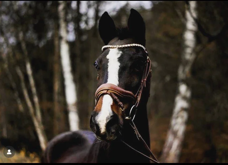 Nahaufnahme eines schwarz-weißen Pferdes mit Zaumzeug und Perlenbrücke am Kopf, im Hintergrund verschwommene Bäume im Wald.
