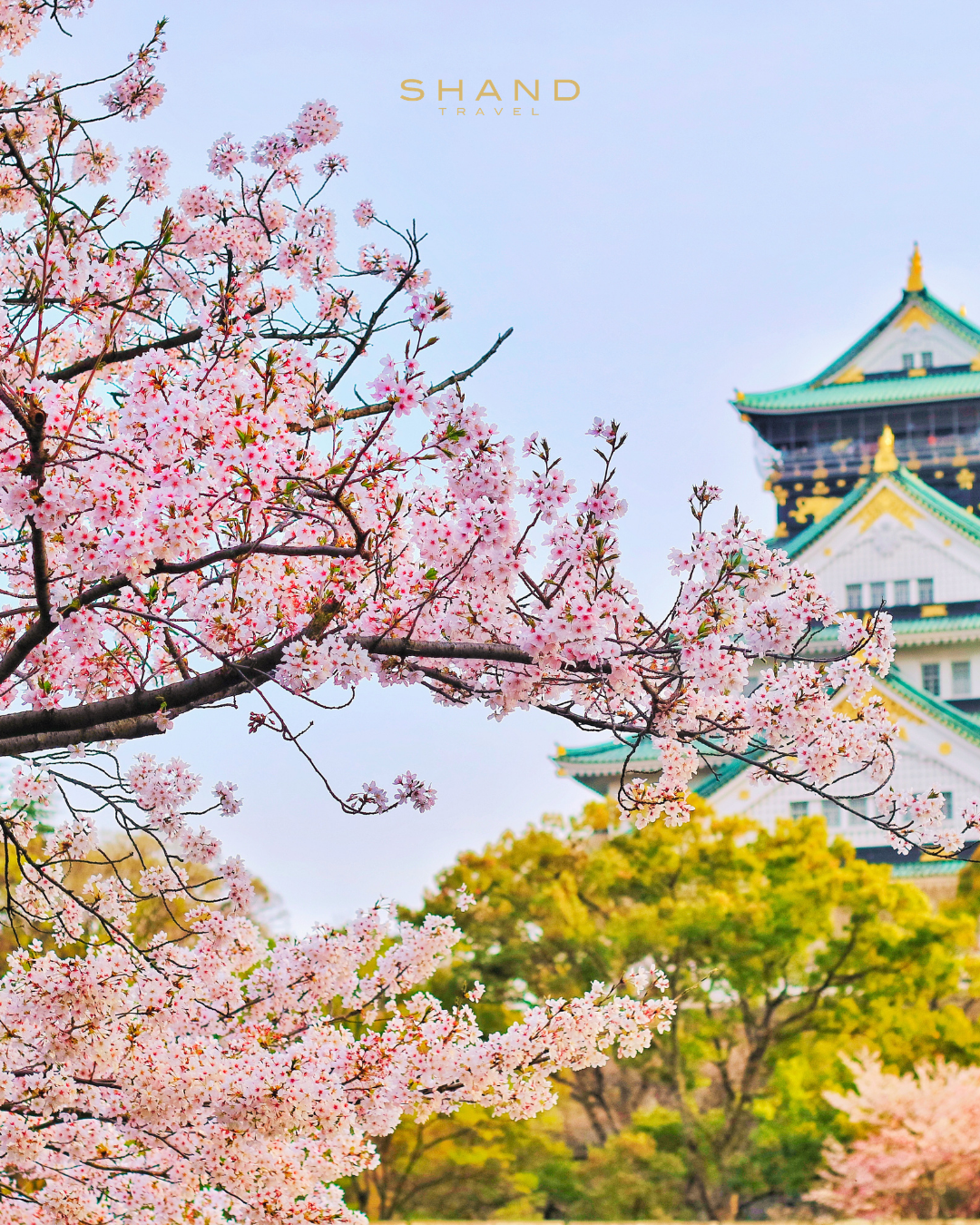 Cherry Blossom Japan