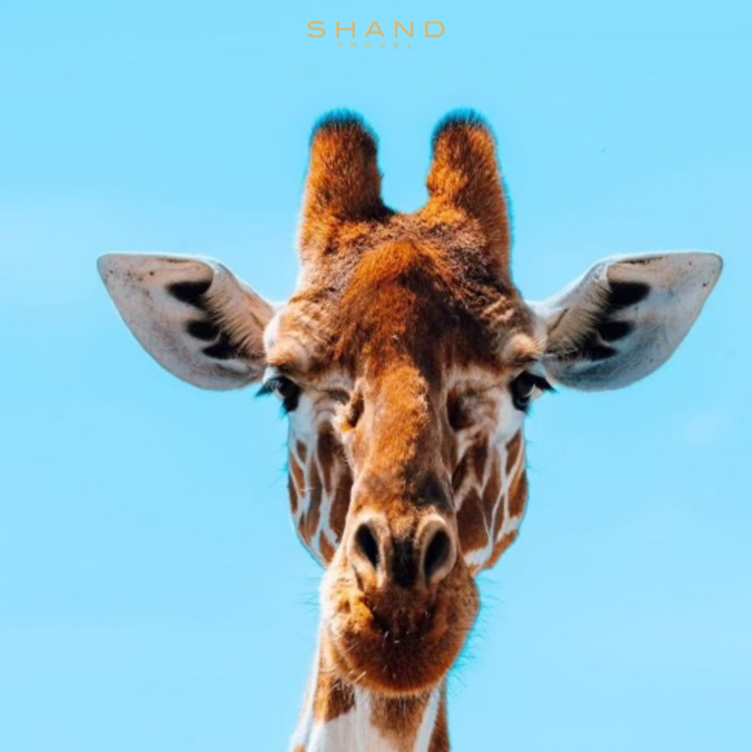 Kenya giraffe blue sky
