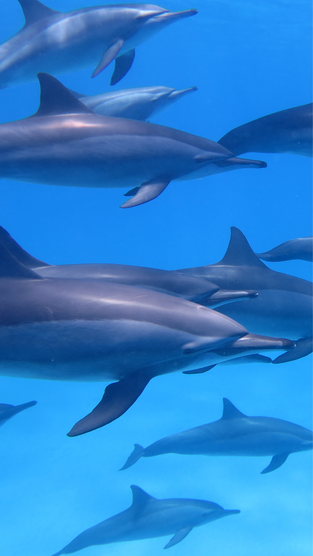 A group of dolphins swimming underwater in the ocean.