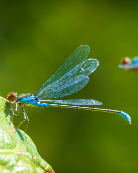 Dragonfly - Care Connect NoVa's logo