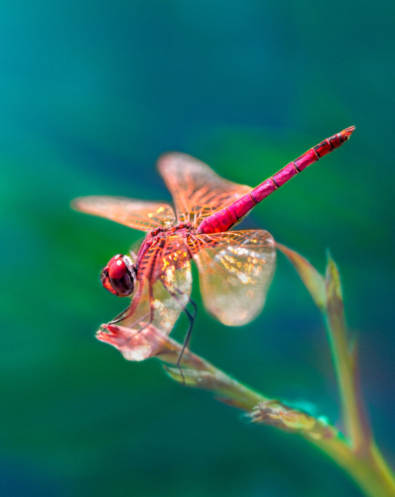 Dragonfly - Care Connect NoVa's logo