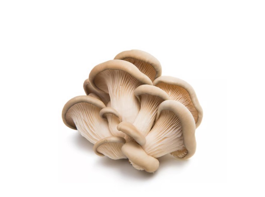 Oyster Mushrooms
