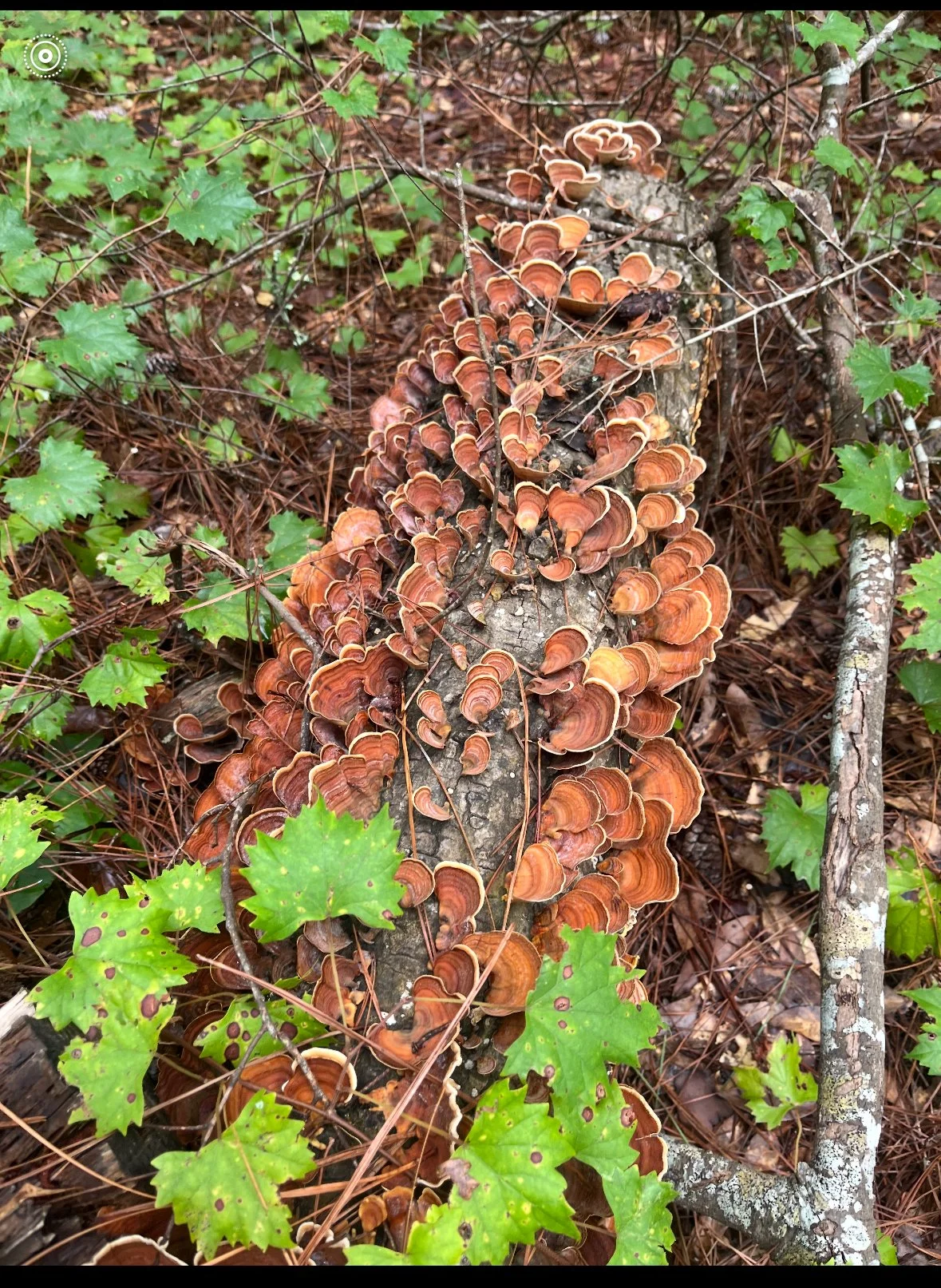 Turkey Tail Mushroom Capsules
