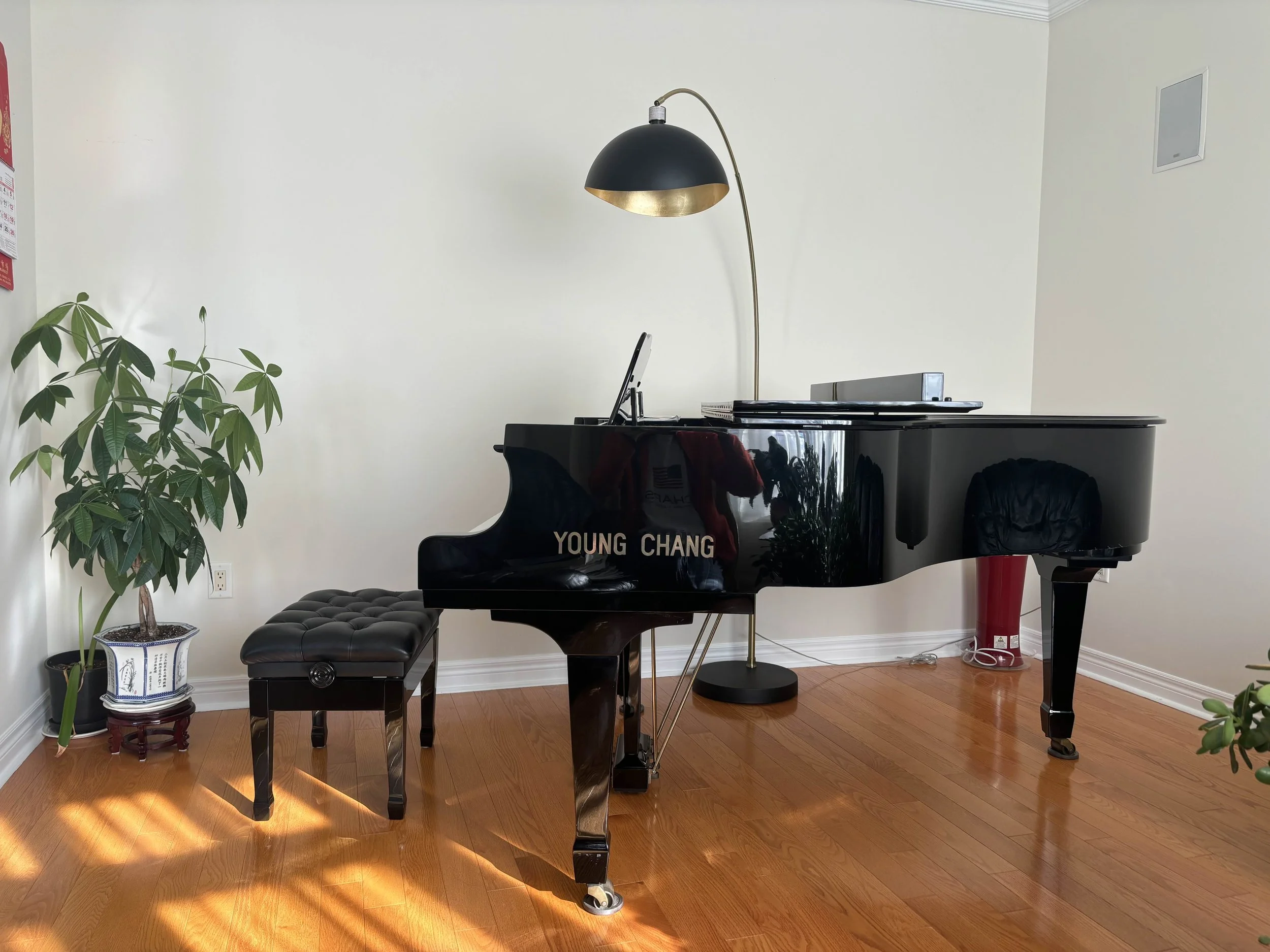 A black Young Chang grand piano with a matching bench in a room with wooden floors, a potted plant in a decorative pot on the left, and a tall black lamp behind the piano. There is a white wall in the background.