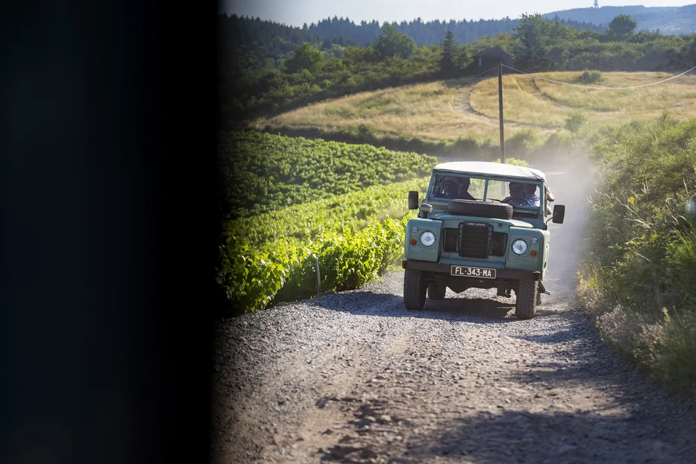 Vintage Land Rover between the vines
