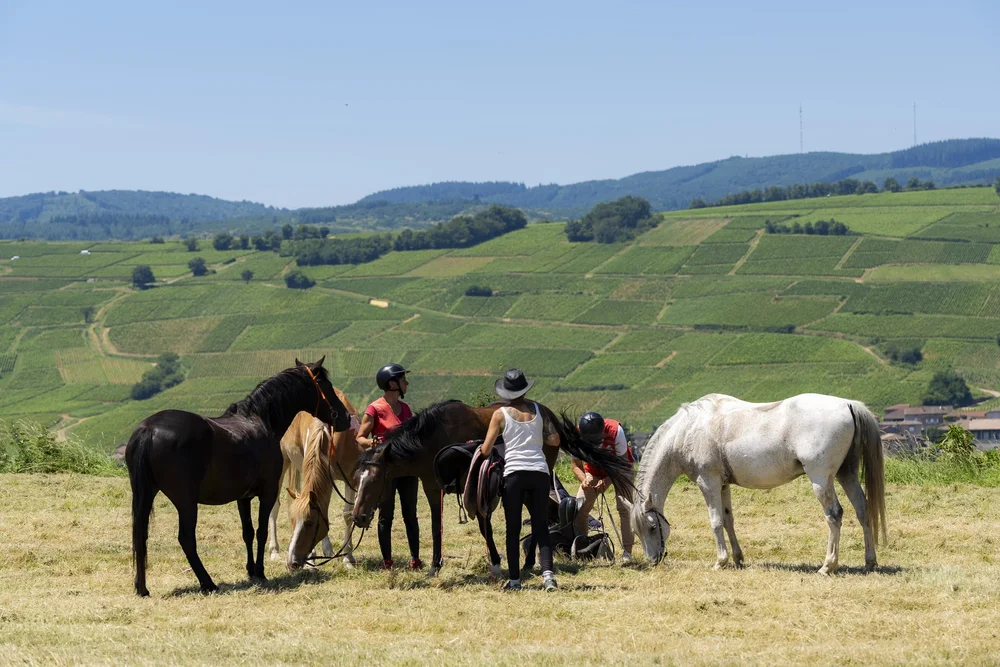 Horseback ride along the wine route