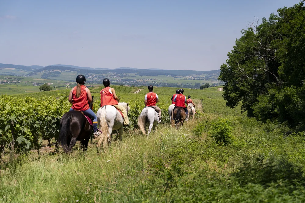 Horses among the vines