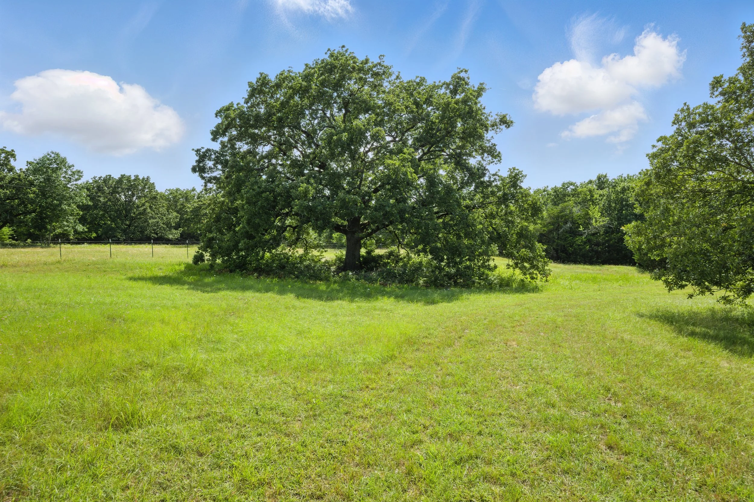 A green field with a large tree in the center, under a blue sky with a few white clouds.