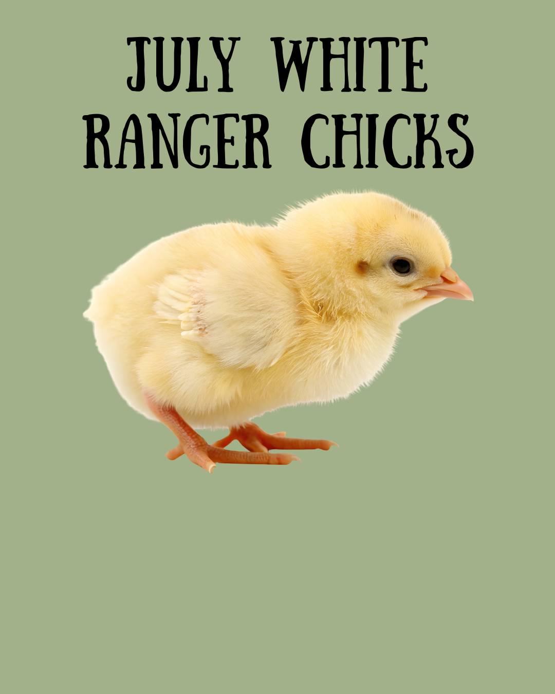 July 27 - White Ranger Meat Chicks