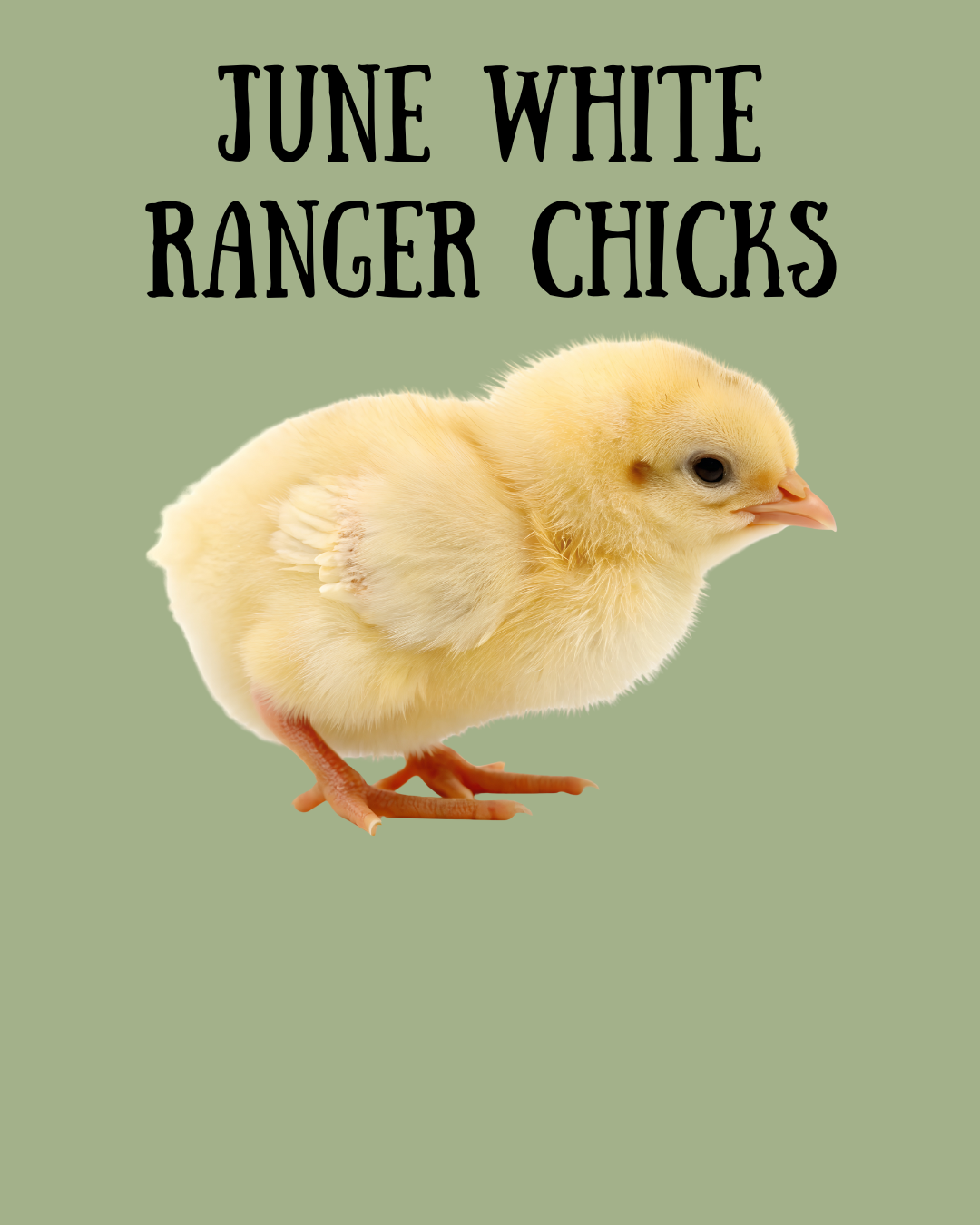 June 15 - White Ranger Meat Chicks