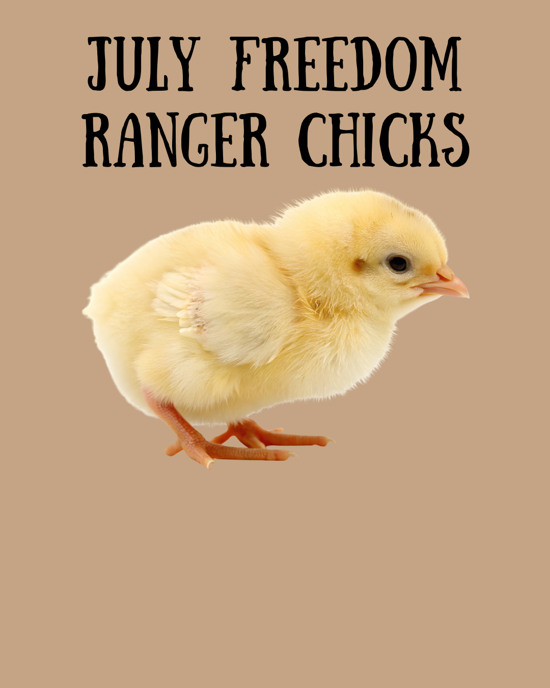 July 27 - Freedom Ranger Meat Chicks