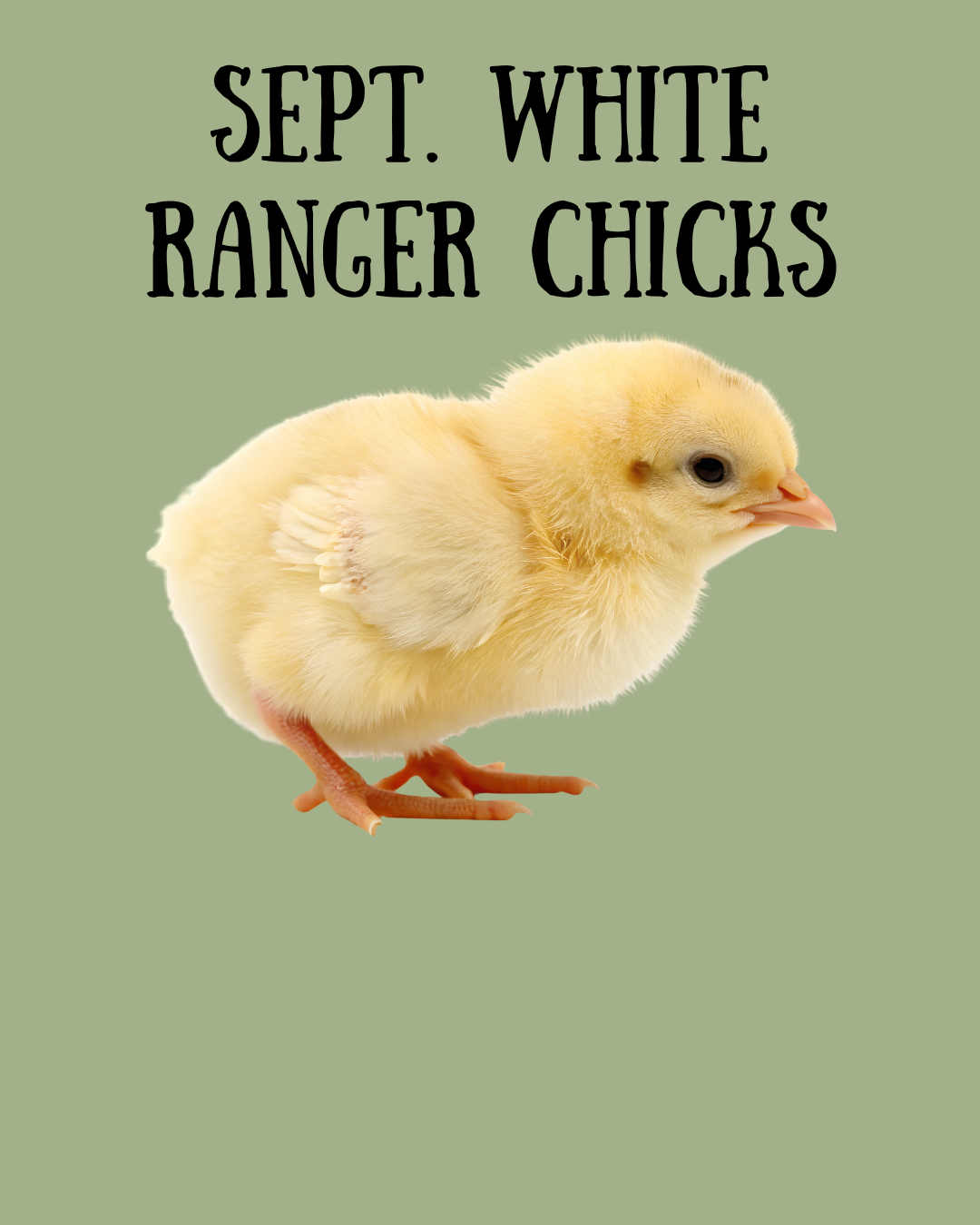 Sept. 7 - White Ranger Meat Chicks