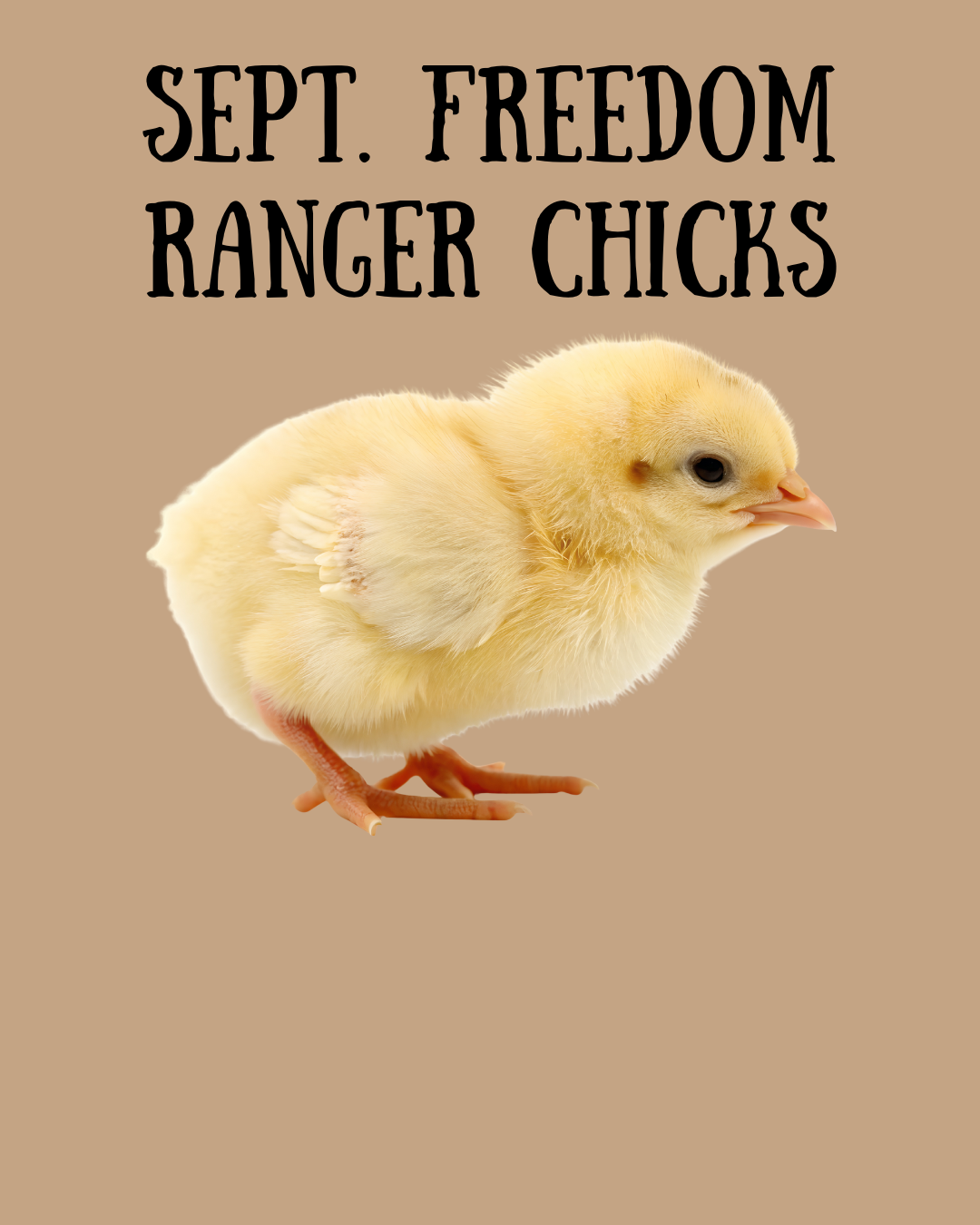Sept. 7 - Freedom Ranger Meat Chicks