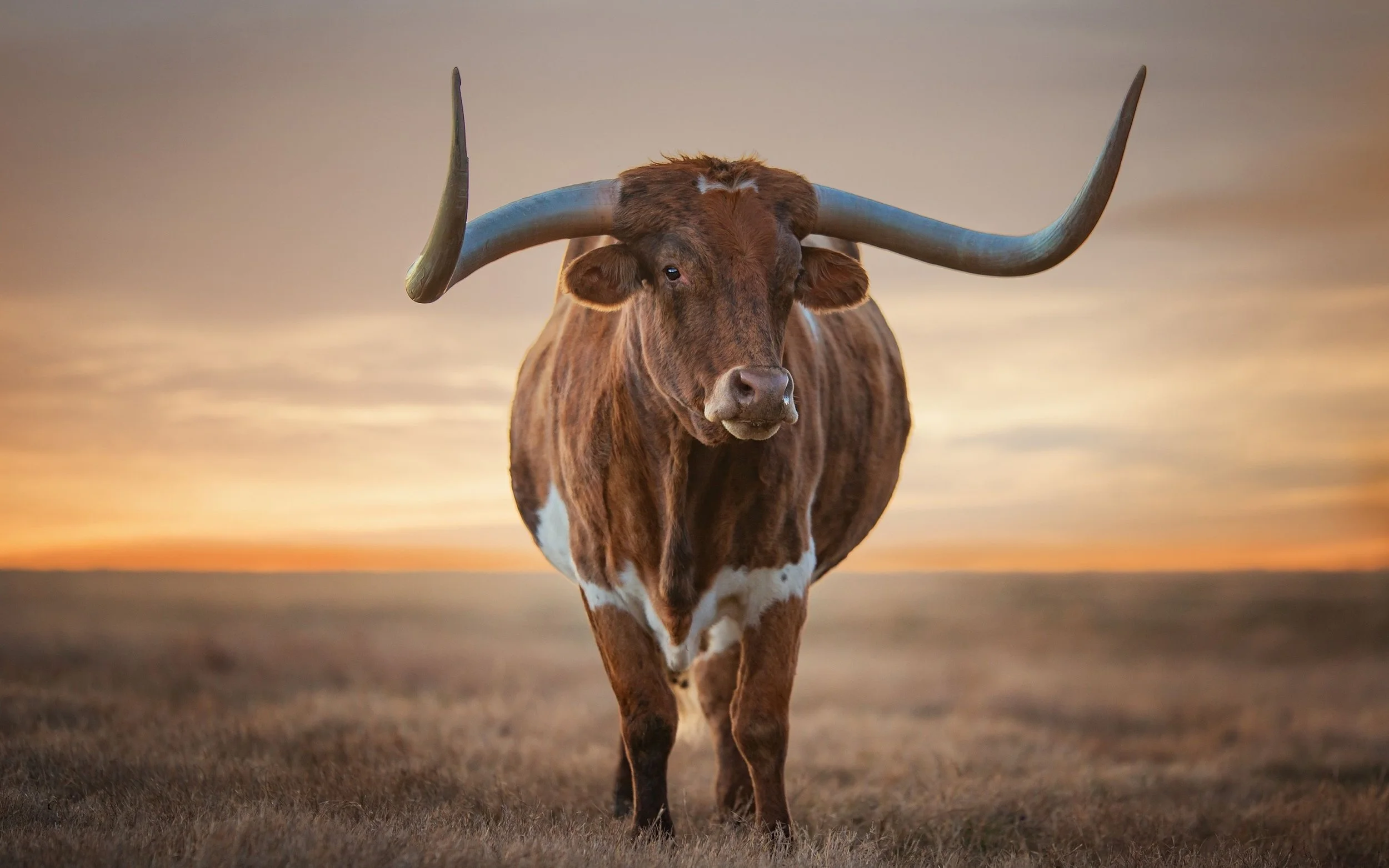 A large Texas longhorn cow standing on a grassy plain during sunset, with distinctive curved horns and reddish-brown and white fur.