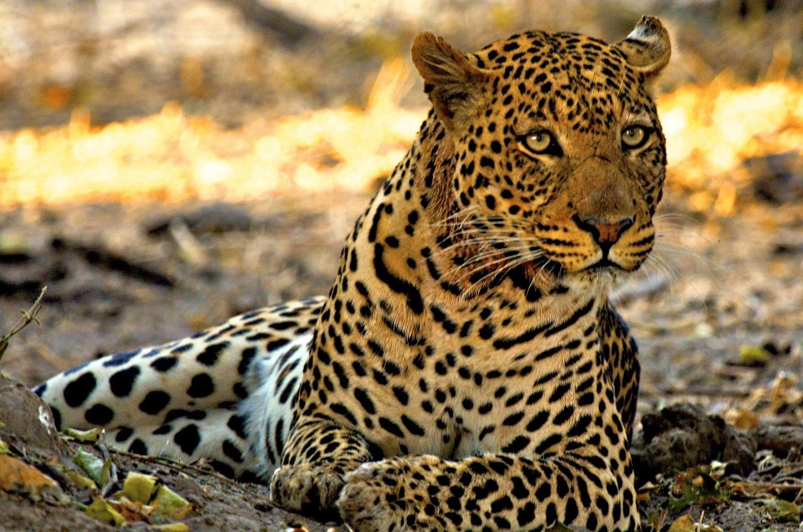 Africa 2008 Leopard 2 copy.jpg