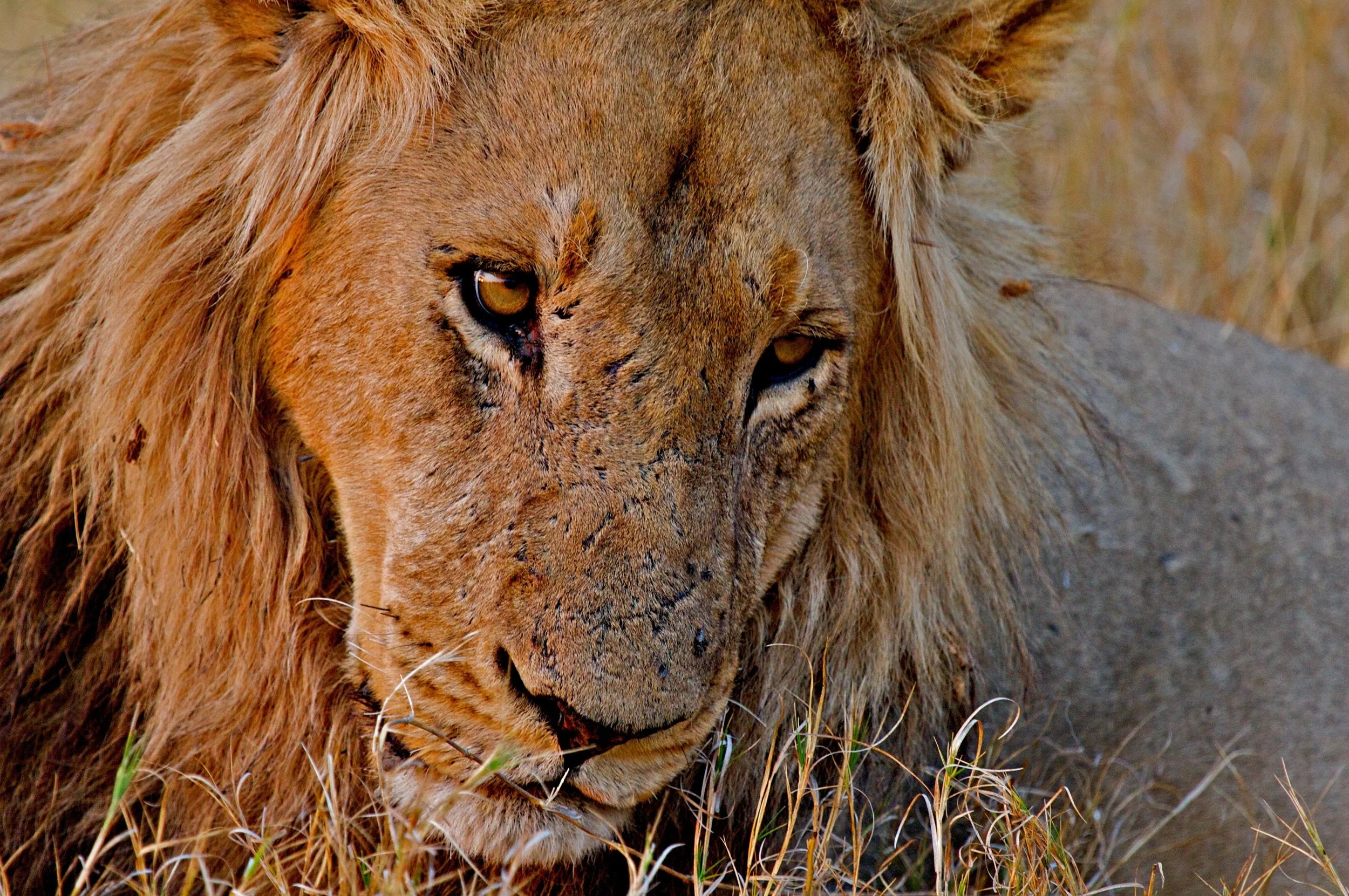 Africa-Lion Close Up.jpg