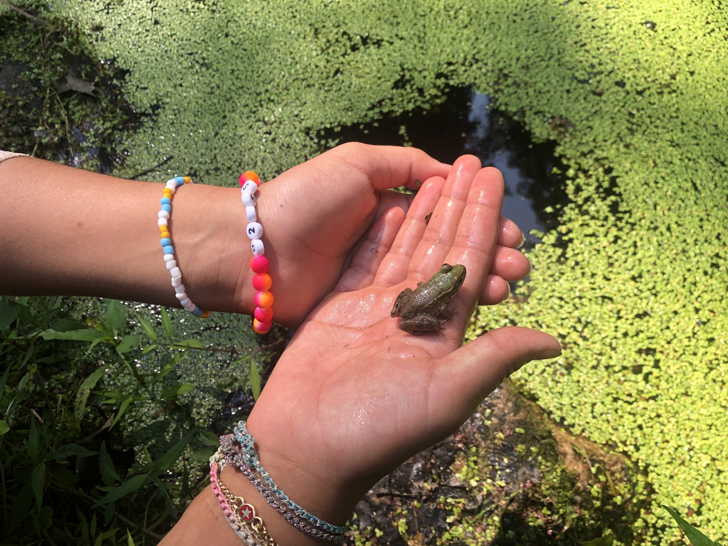 Two hands, one with colorful beaded bracelets, holding a small frog near a pond covered with green duckweed.
