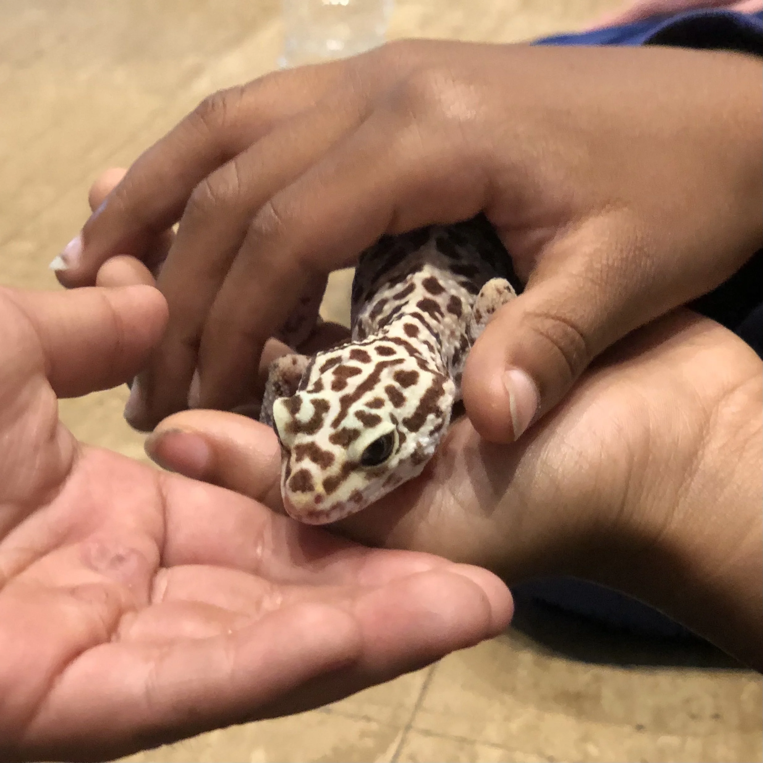 A small leopard gecko with a spotted pattern being gently held by two people.