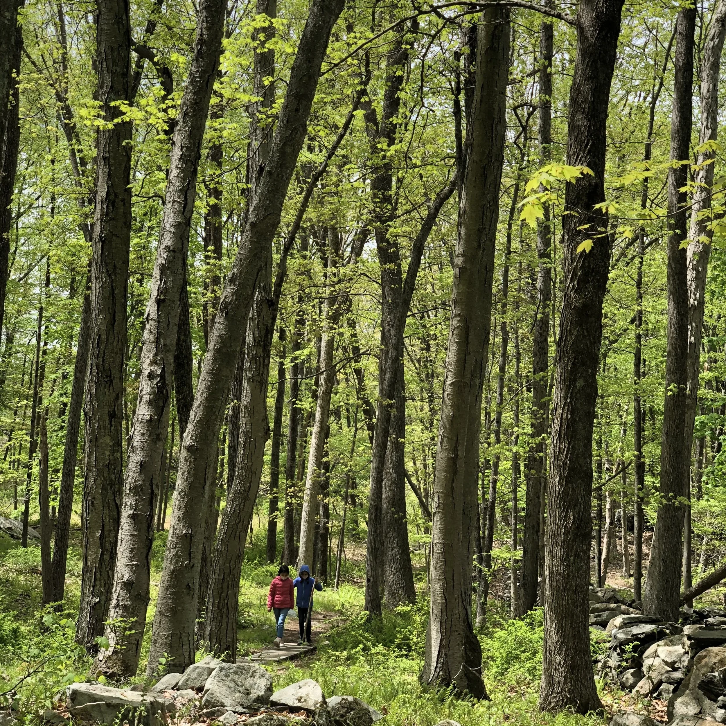 Two children walking on a trail through a lush, green forest with tall trees and rocks.