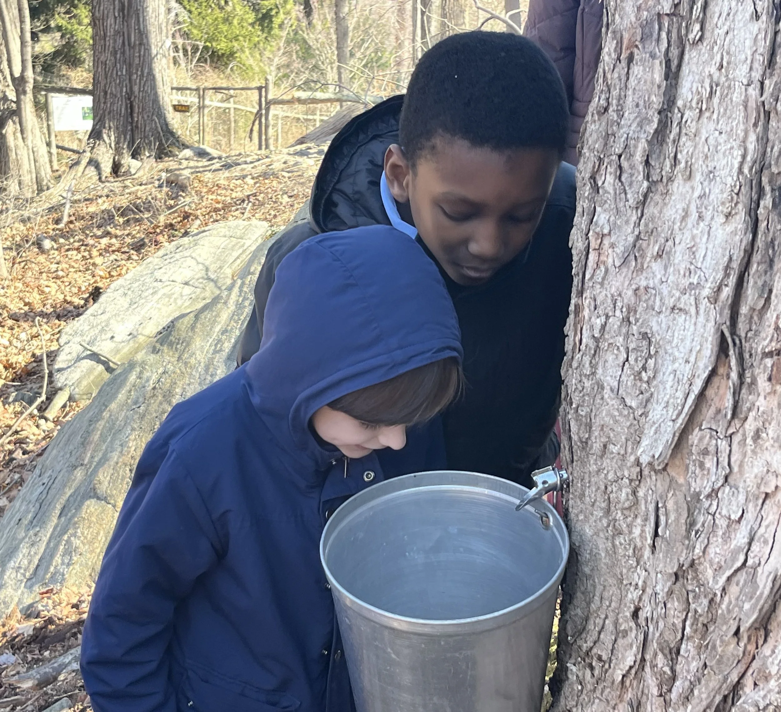 Two City to Sanctuary students, closely observing a metal bucket attached to a maple tree through nature-based learning.