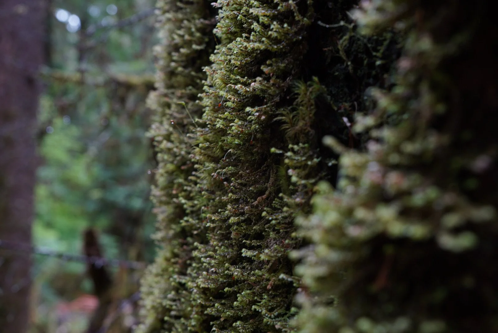 Sol Duc Falls, Olympic National Park
Washington, USA