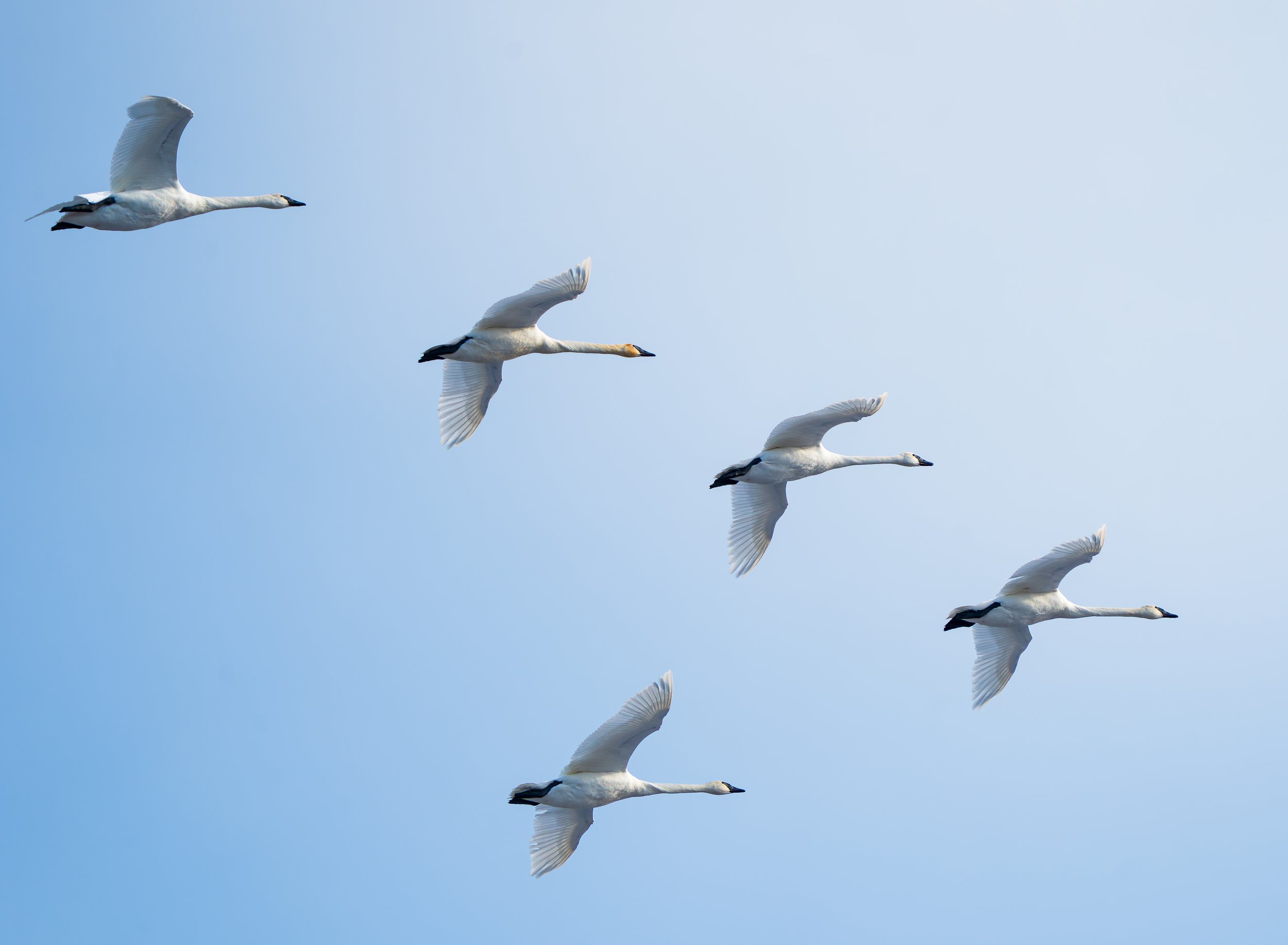 Beaver Marsh 02.14.2026-9.jpg