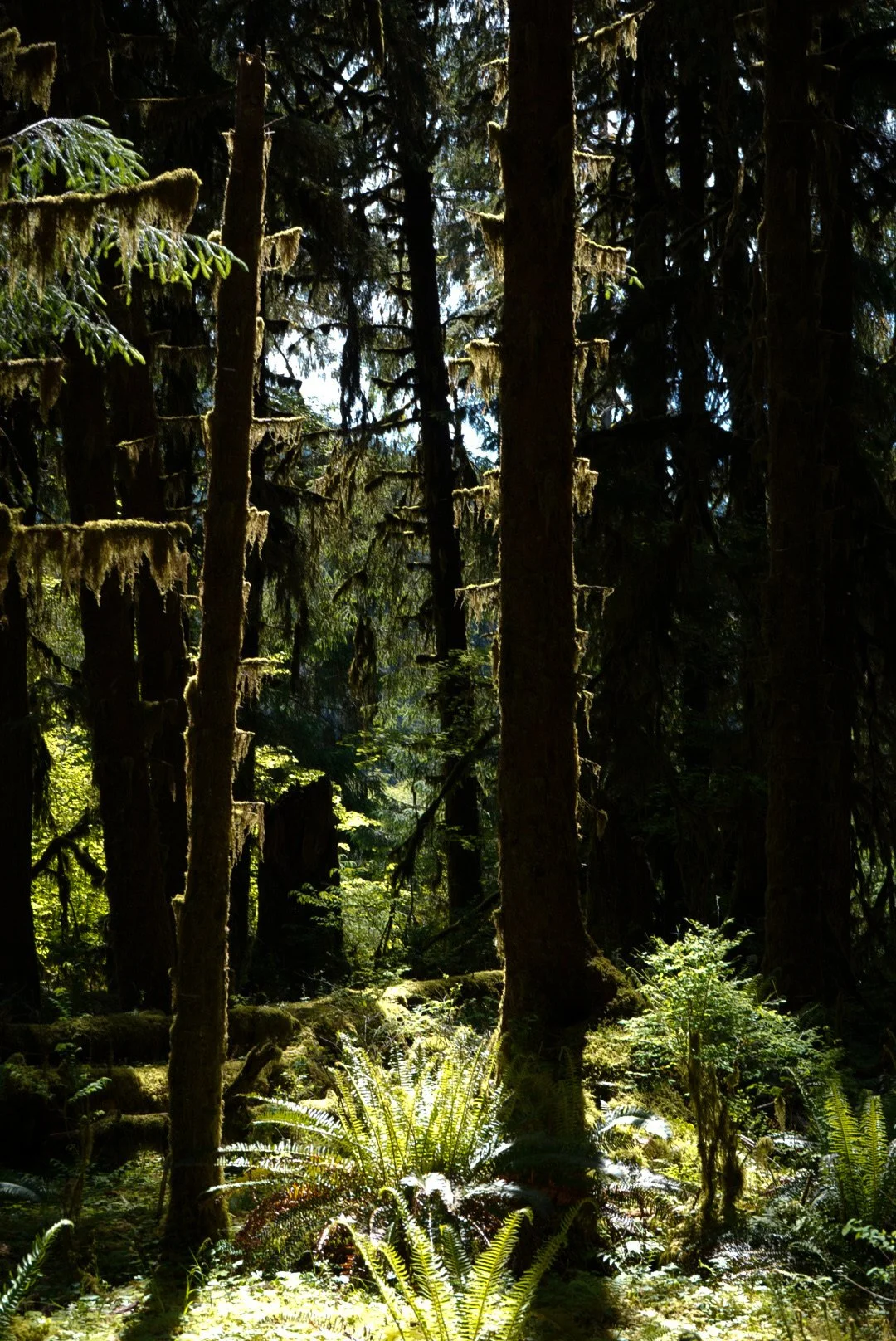 Hoh Rainforest, Olympic National Park
Washington, USA