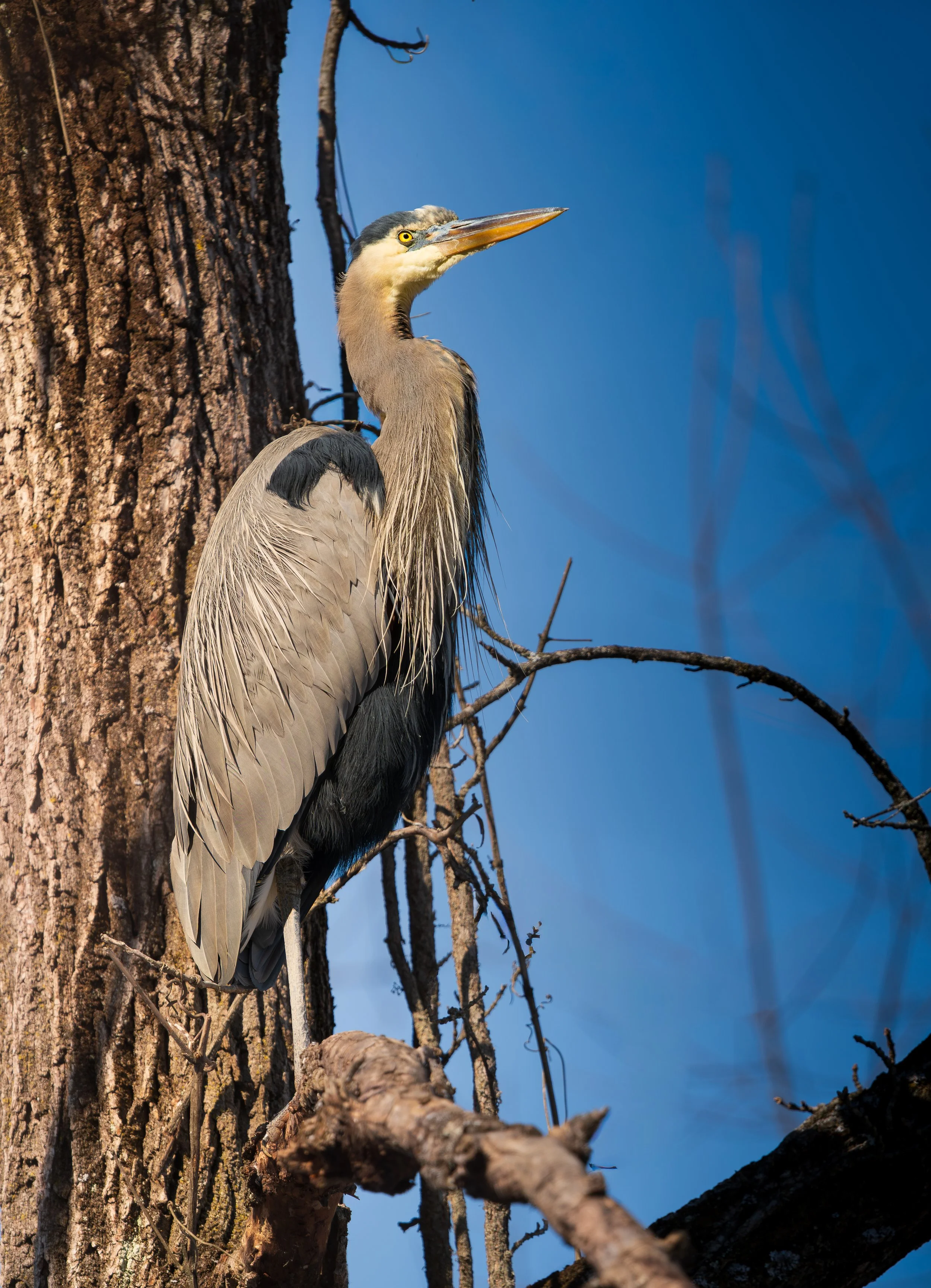 Beaver Marsh 02.14.2026-32.jpg