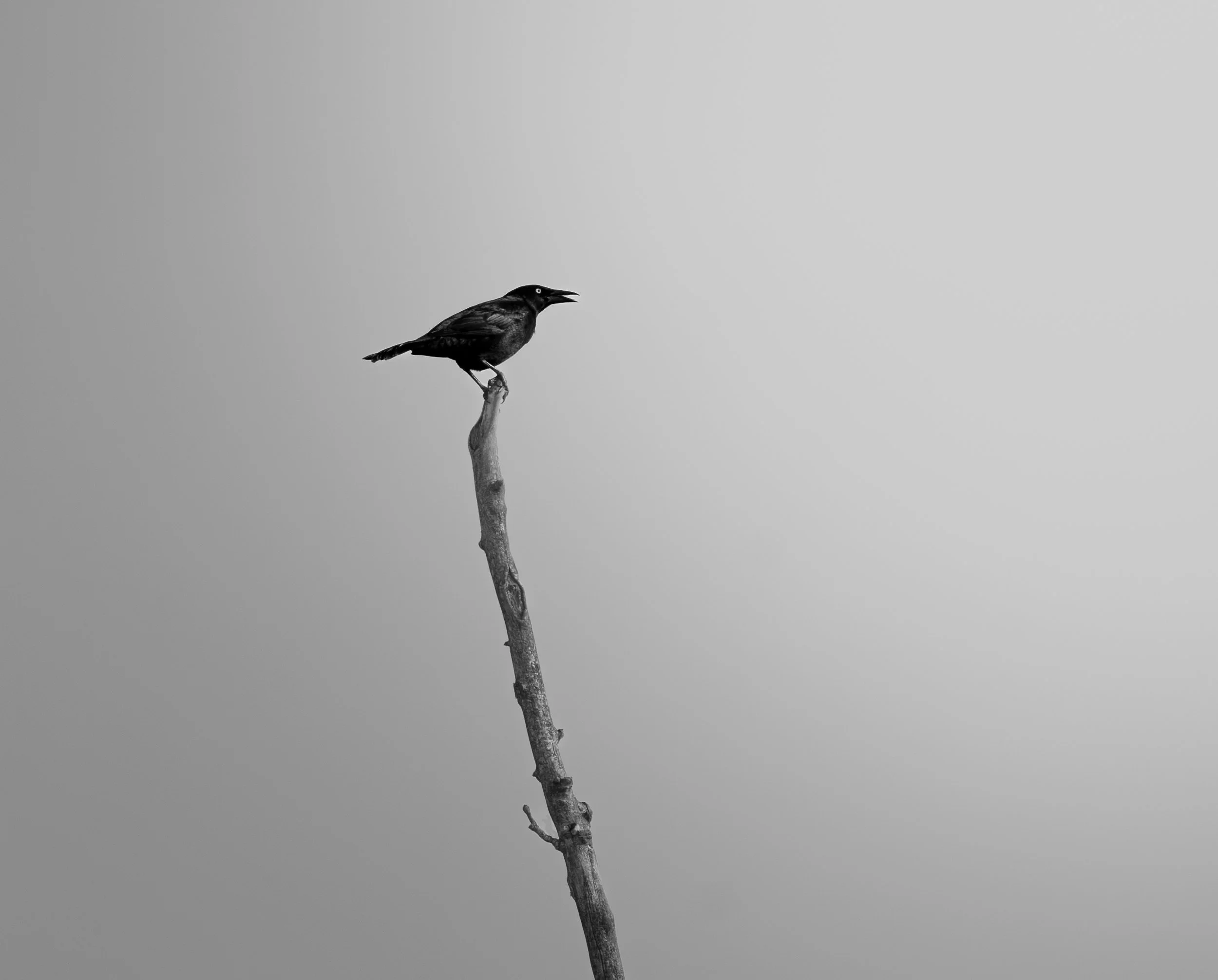 Beaver Marsh 02.14.2026-11.jpg