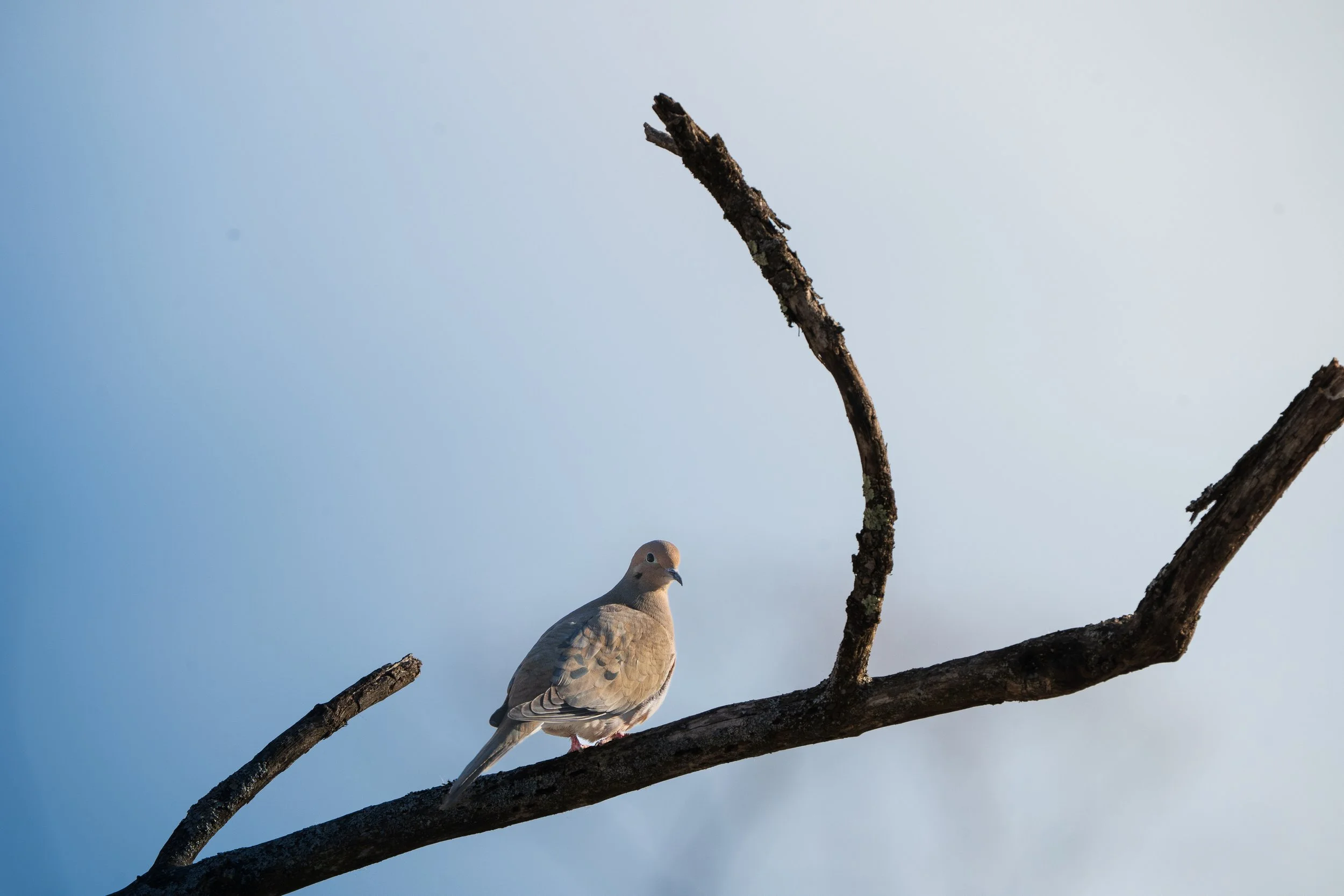 Beaver Marsh 02.14.2026-7.jpg