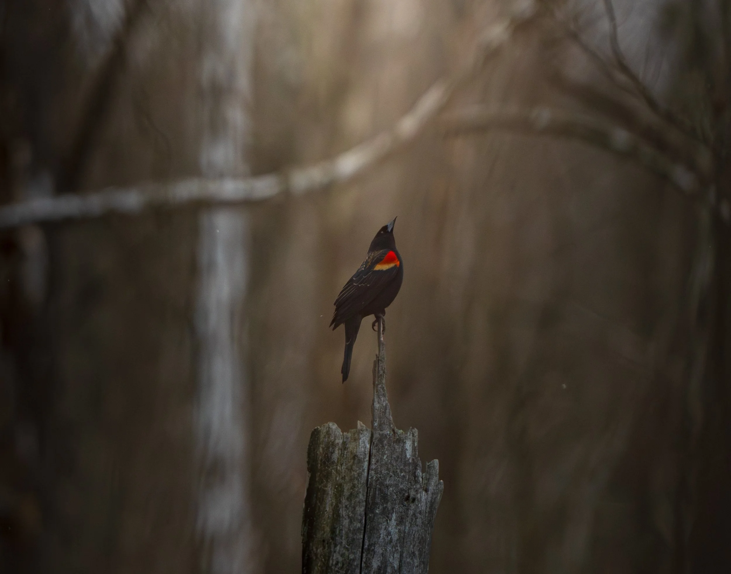 Red-Winged Blackbird perched on a weathered post in a quiet spring woodland.