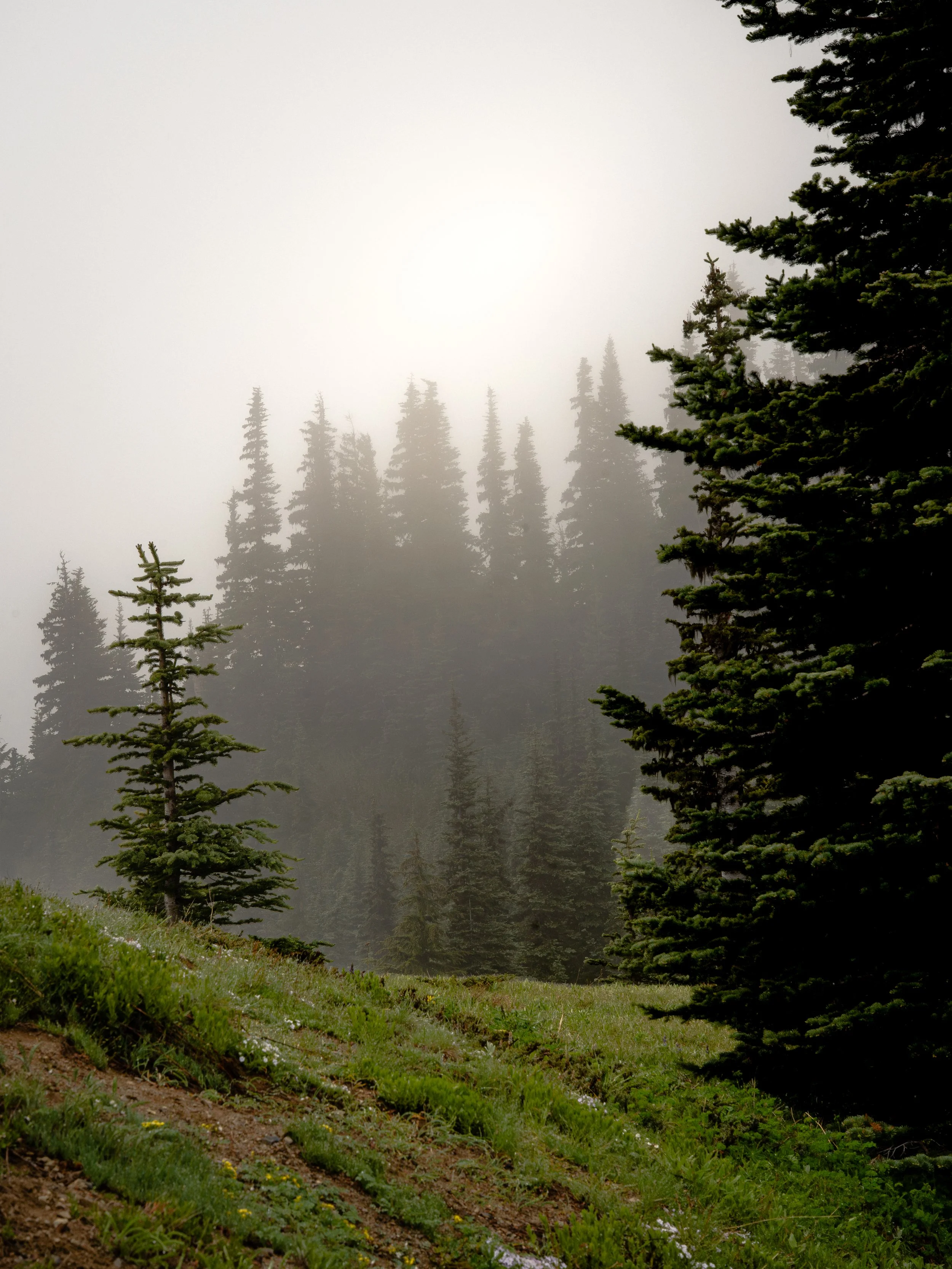 Hurricane Ridge Fog Tree-1.jpg
