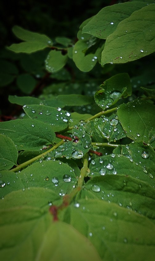 Sol Duc Falls, Olympic National Park
Washington, USA