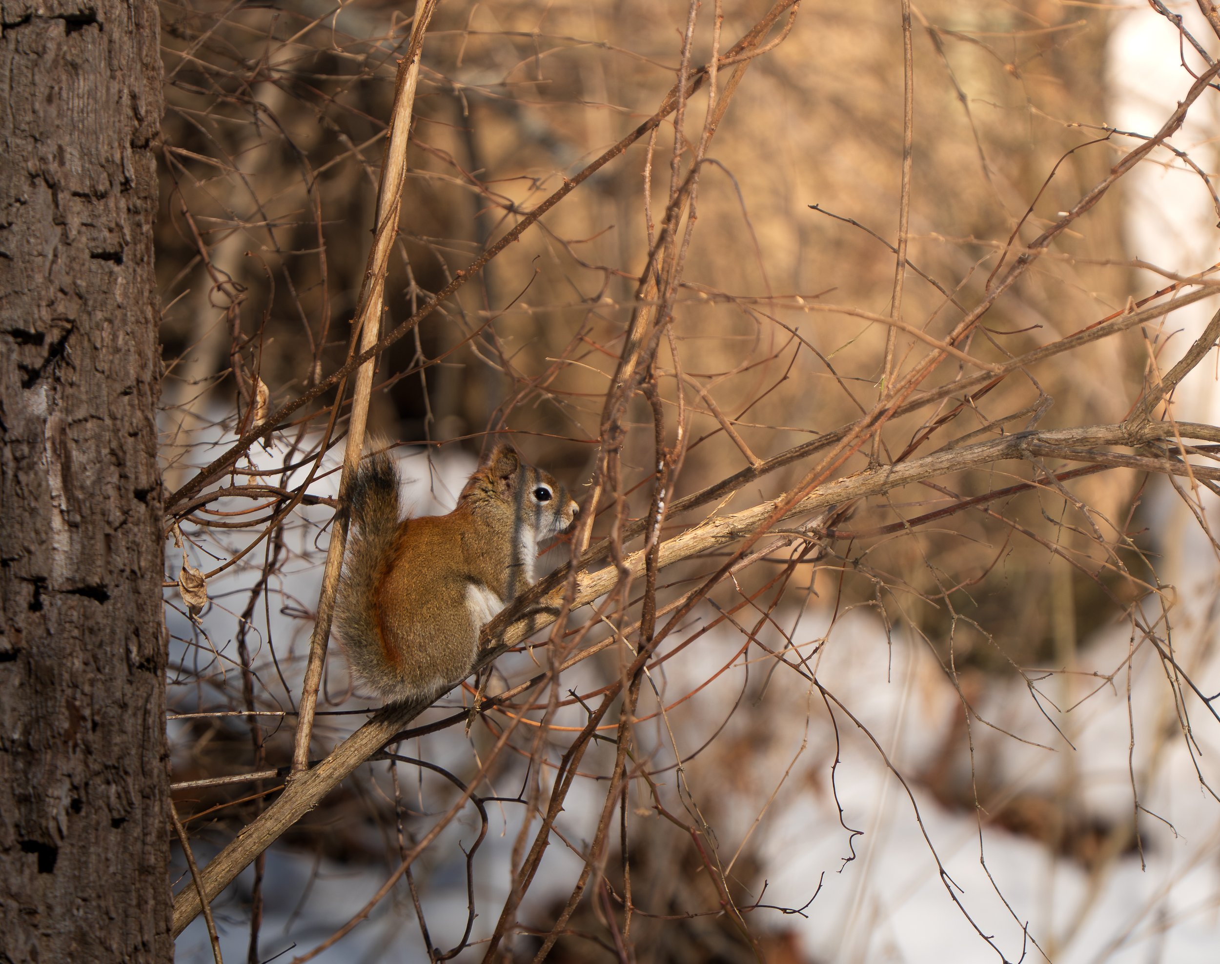 Beaver Marsh 02.14.2026-28.jpg